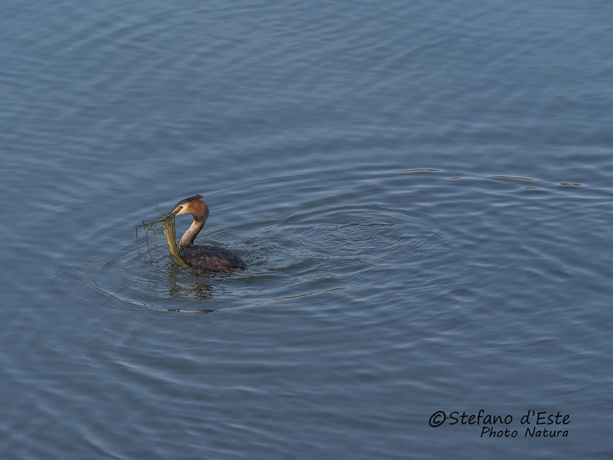 Great crested grebe