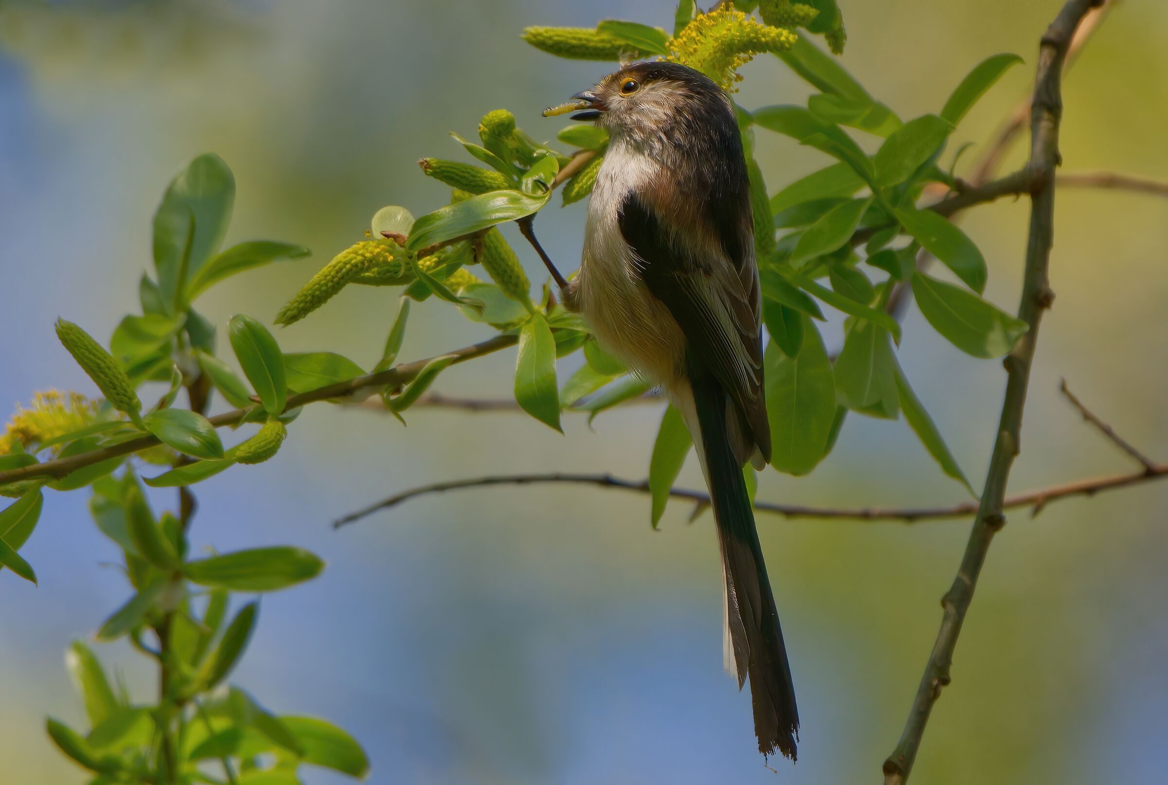 La preda del codibugnolo