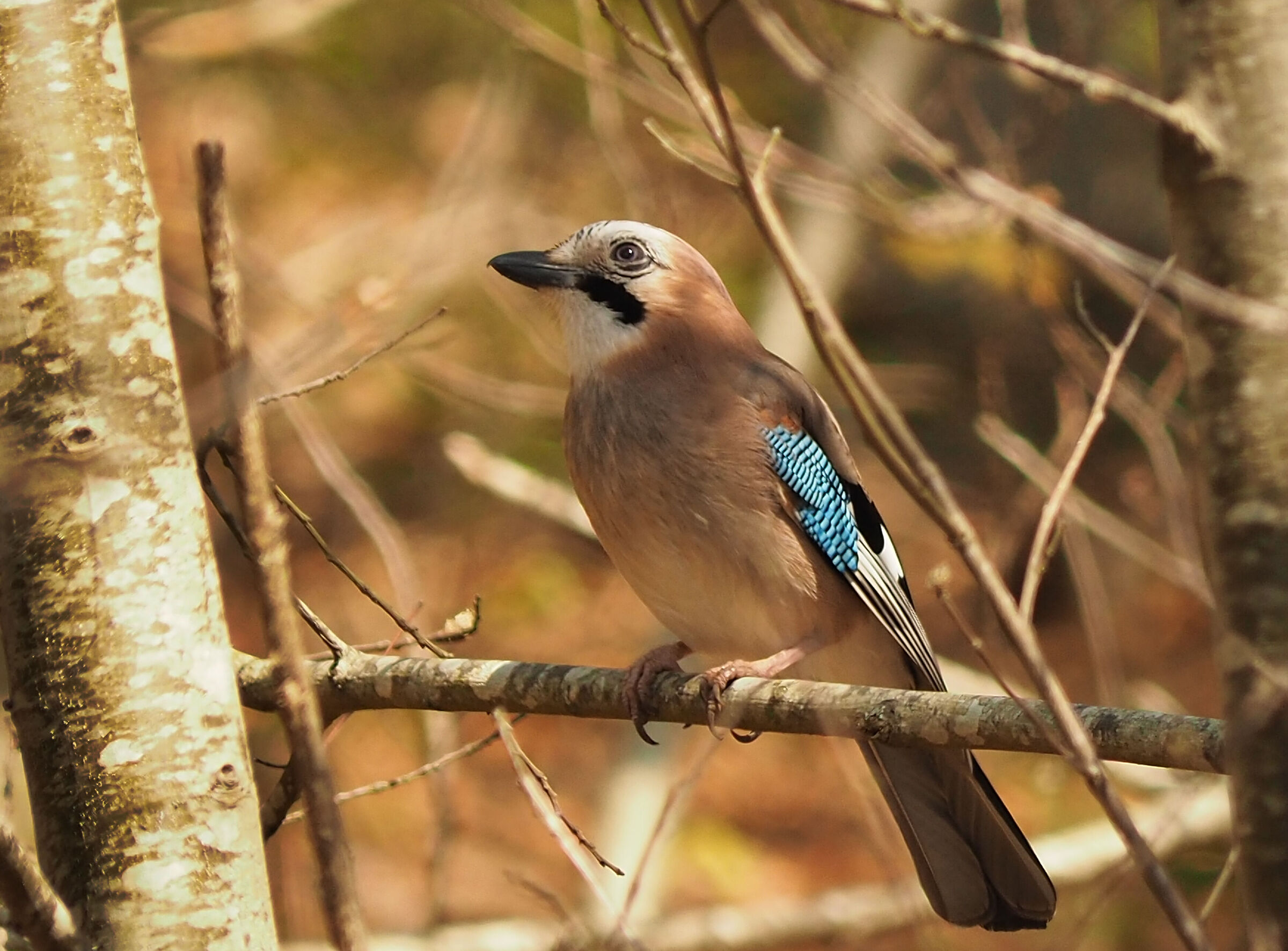 Jay (Garrulus glandarius)