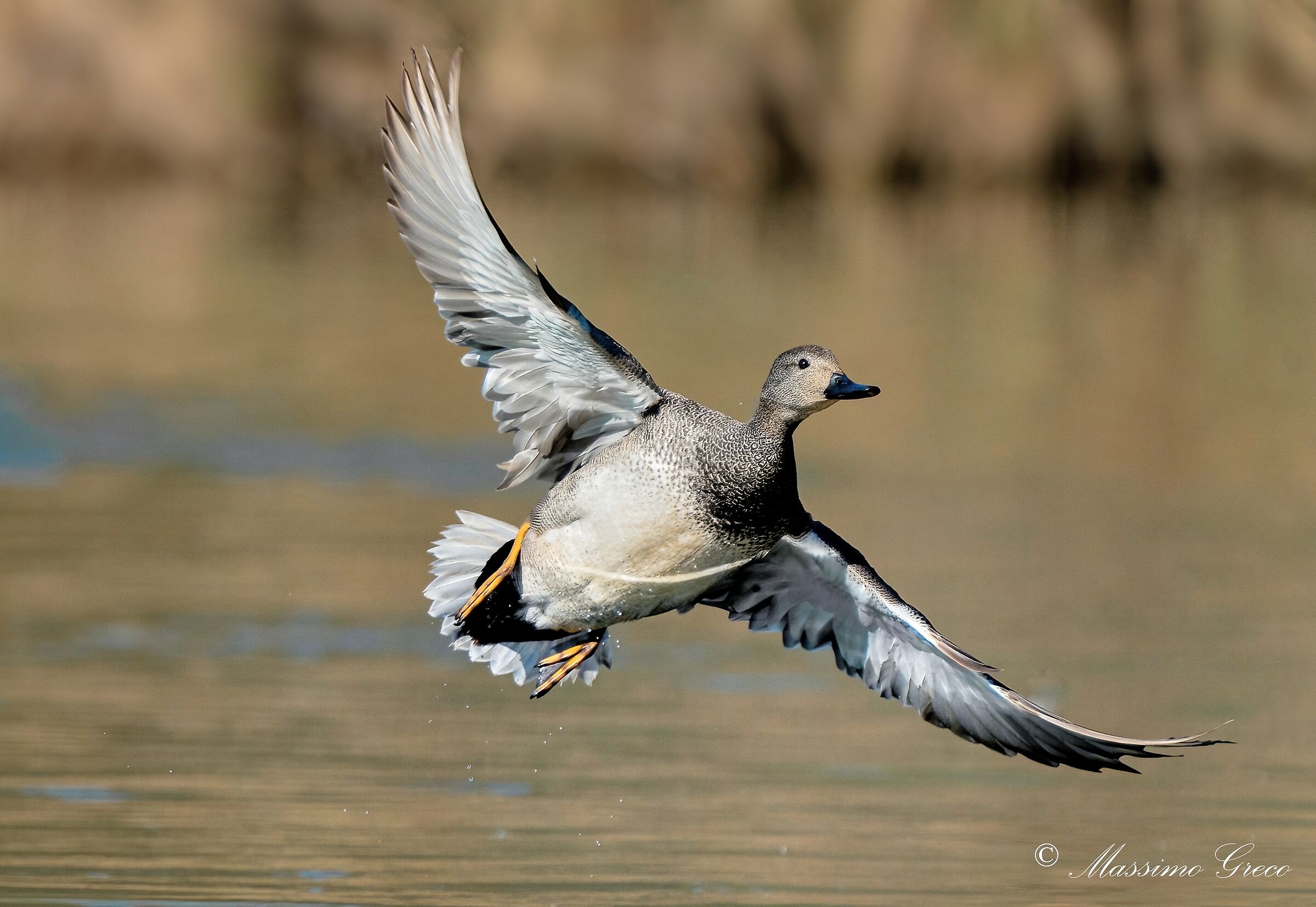 Canapiglia (Mareca strepera)