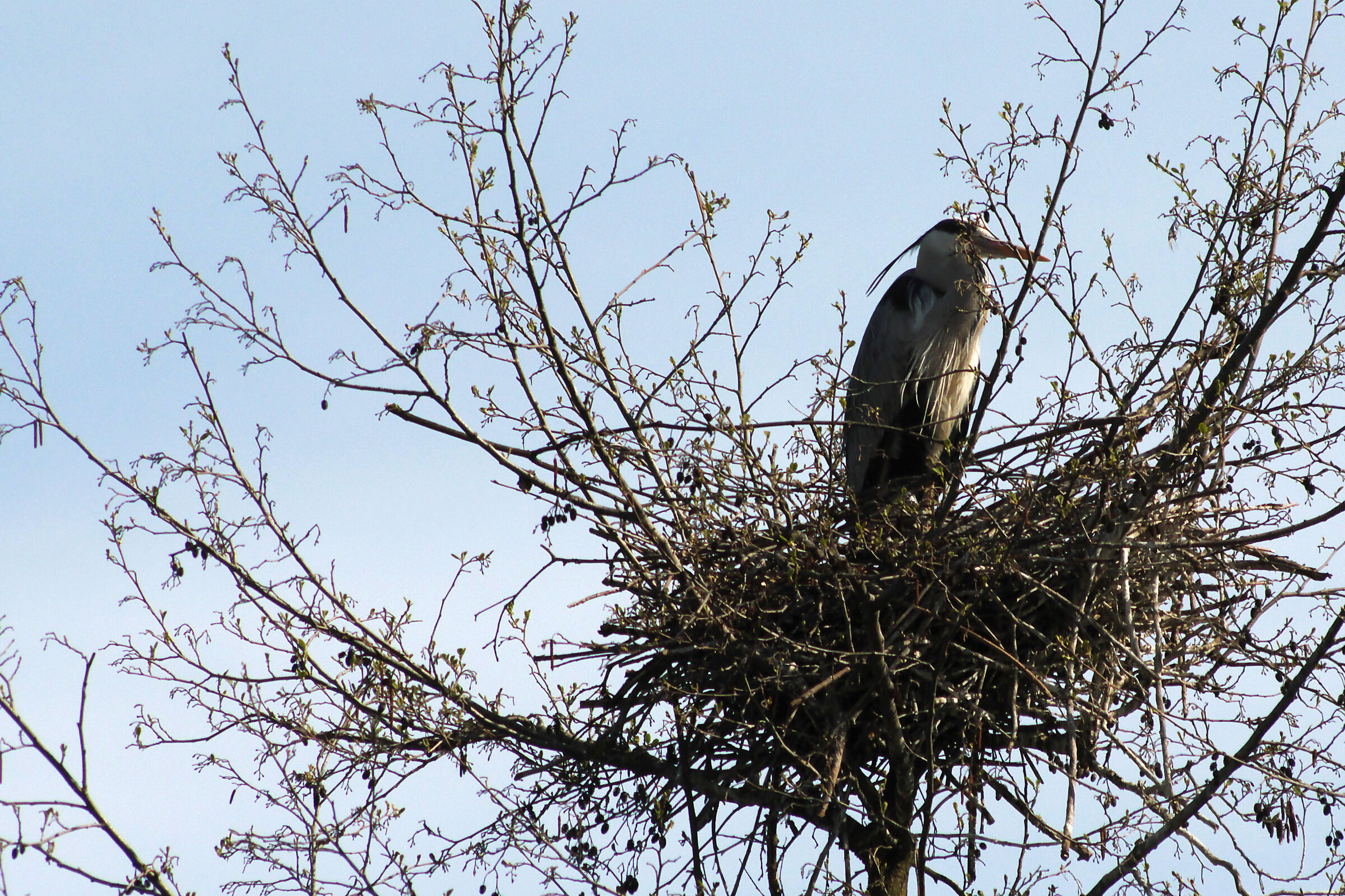 Airone Cenerino nel nido