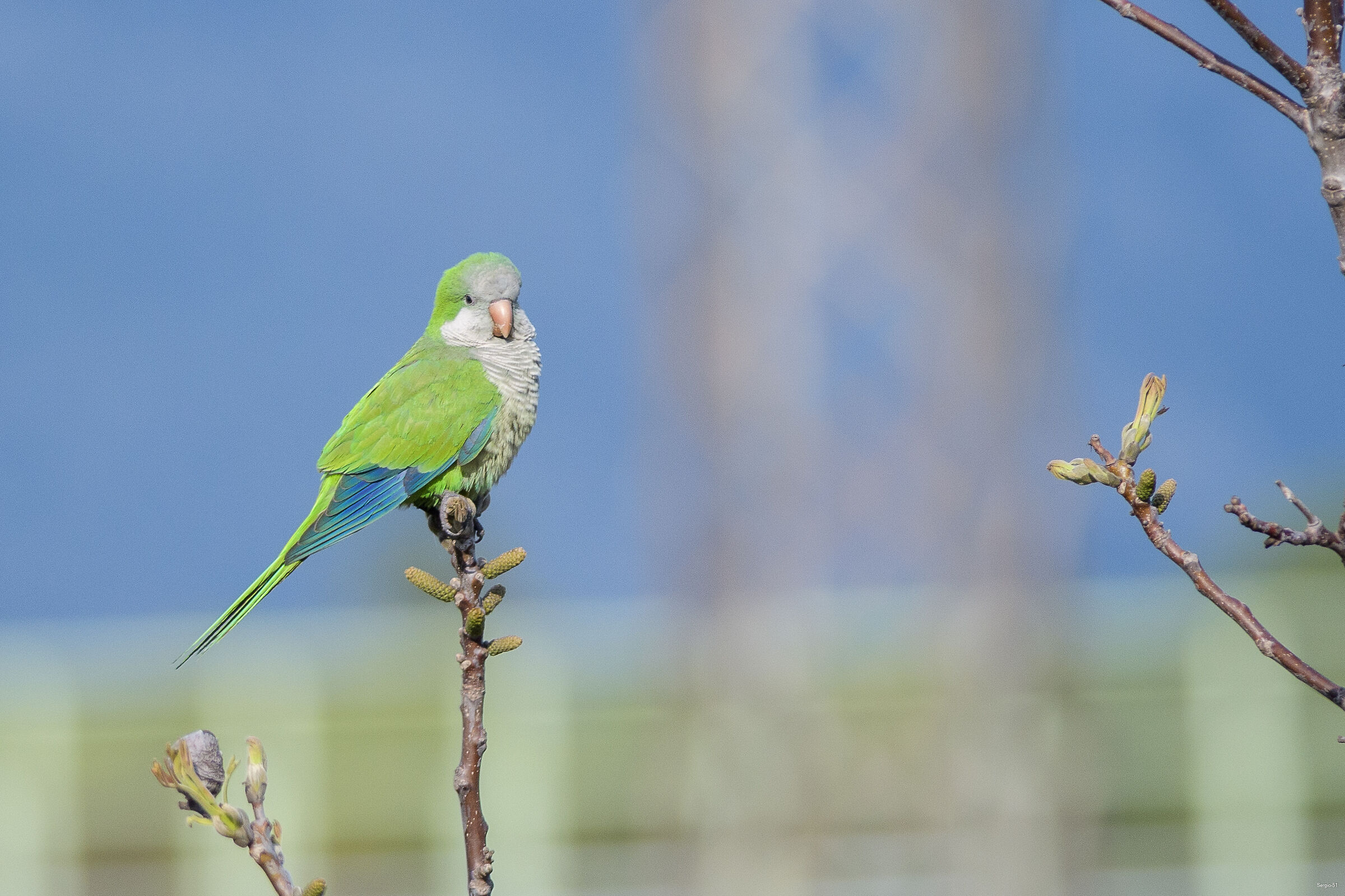 Monk parakeet