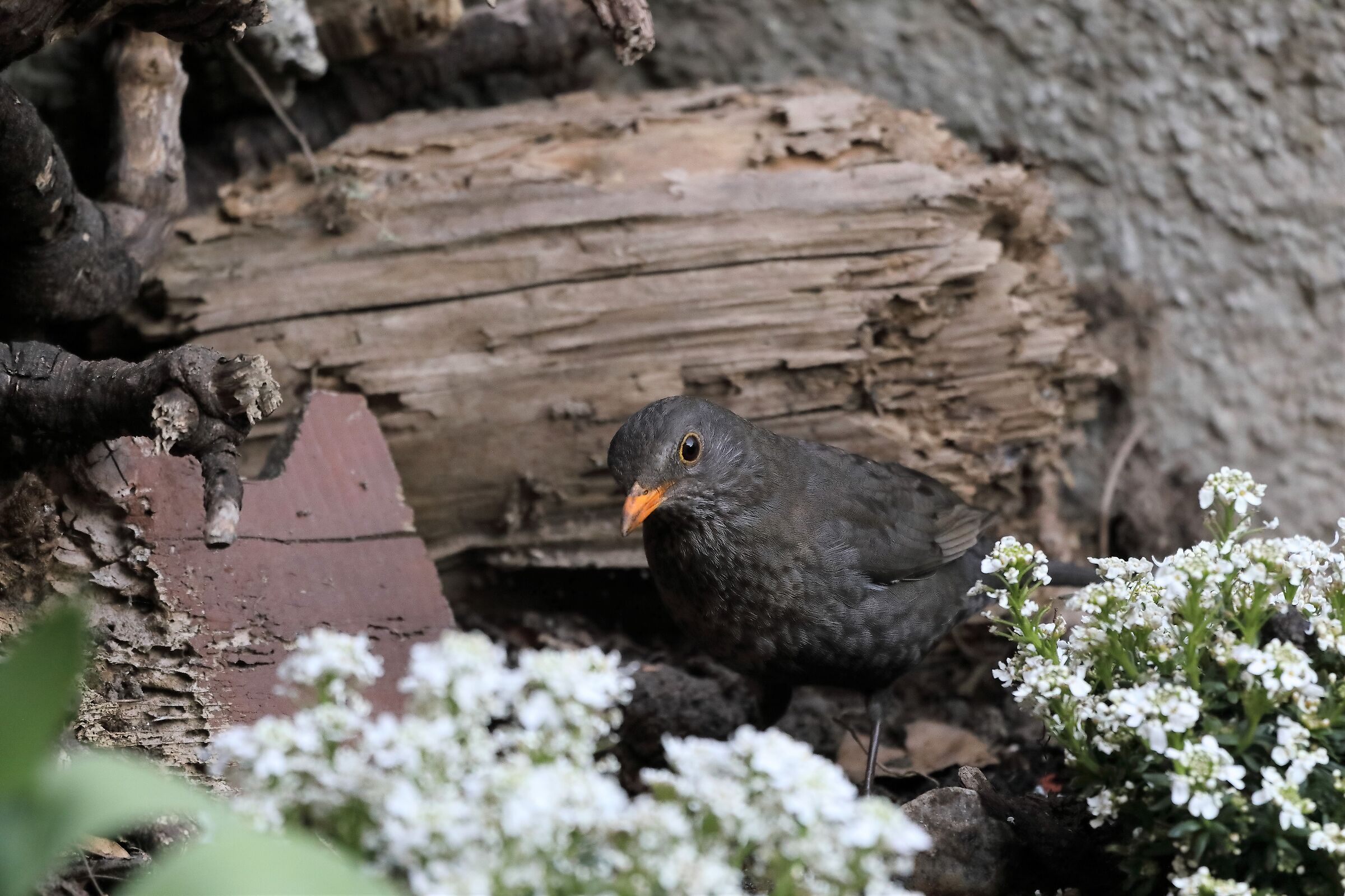 blackbird 27-03-2022