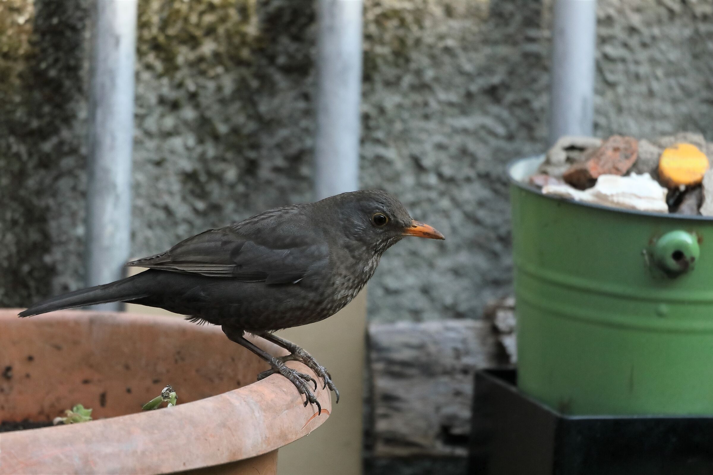 blackbird 27-03-2022