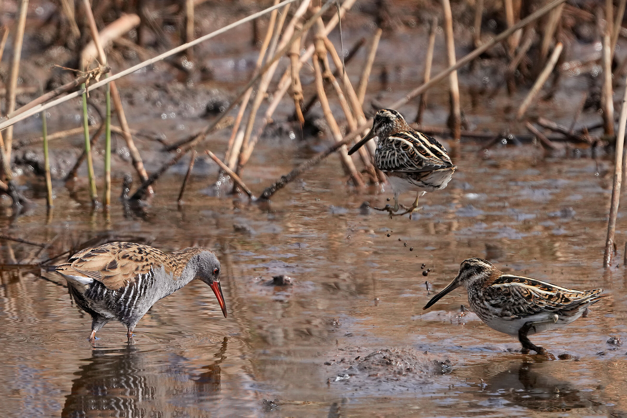 Anche un porciglione fa paura al frullino