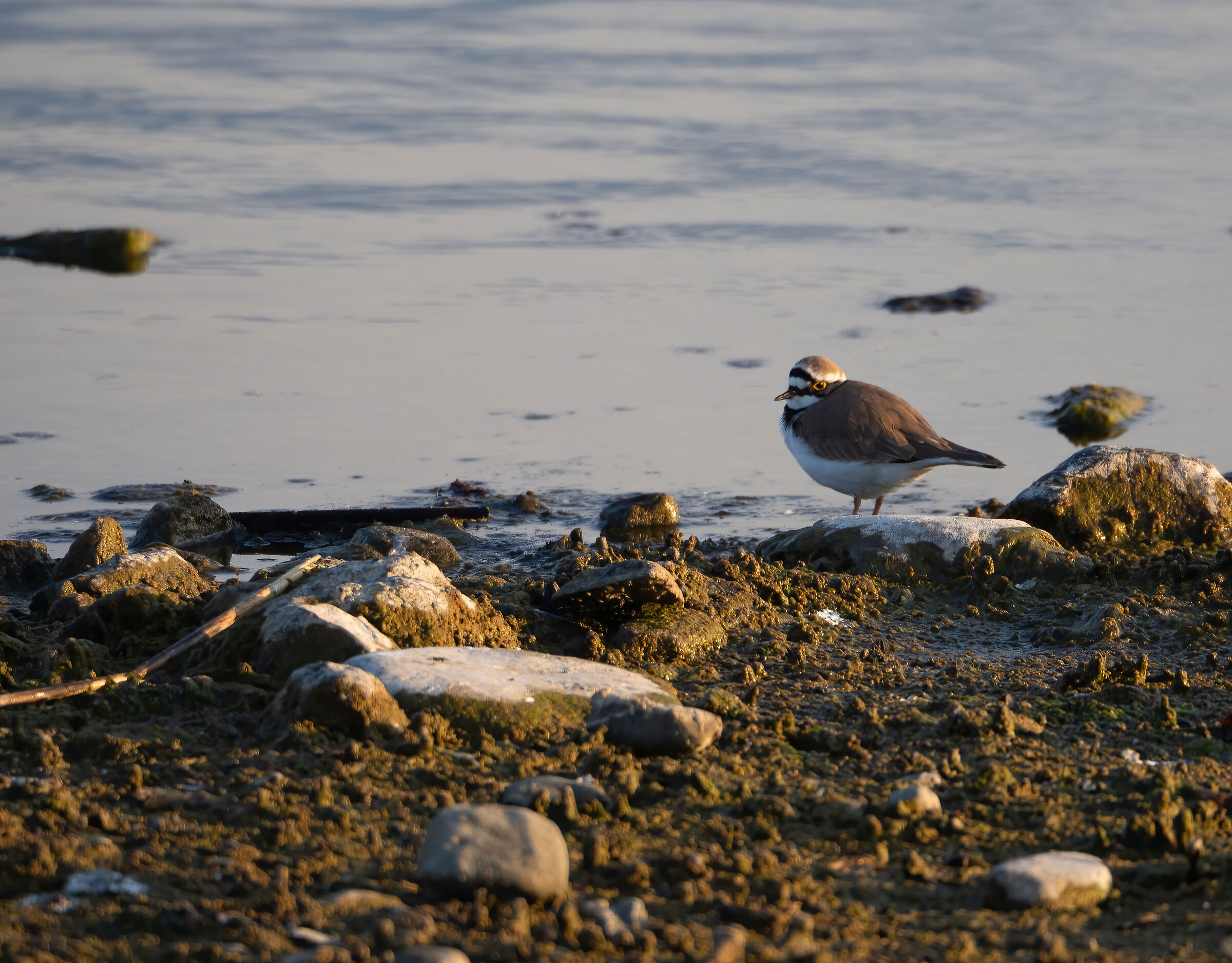Little ringed plover
