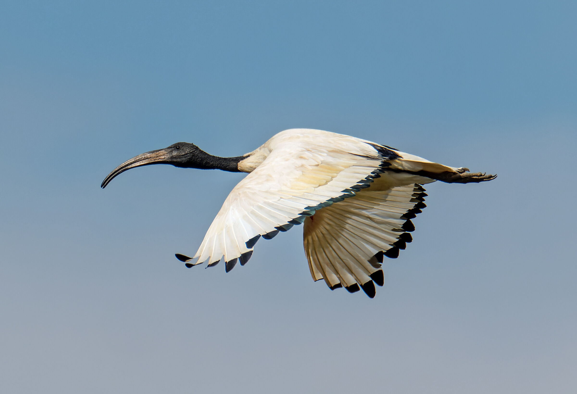 The flight of the sacred ibis