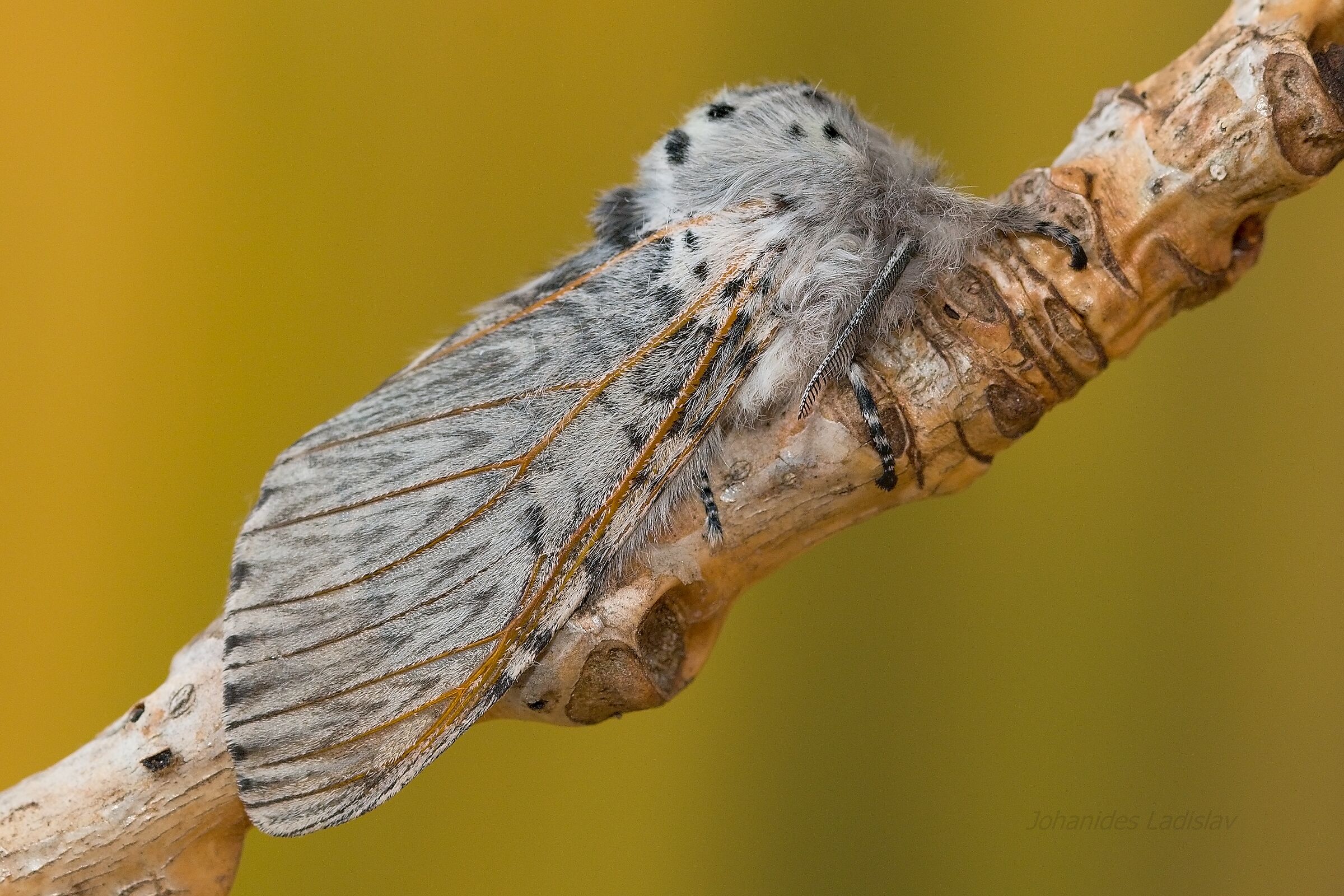 Cerura vinula