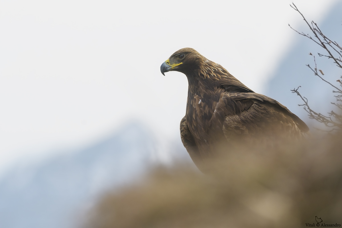 Golden eagle