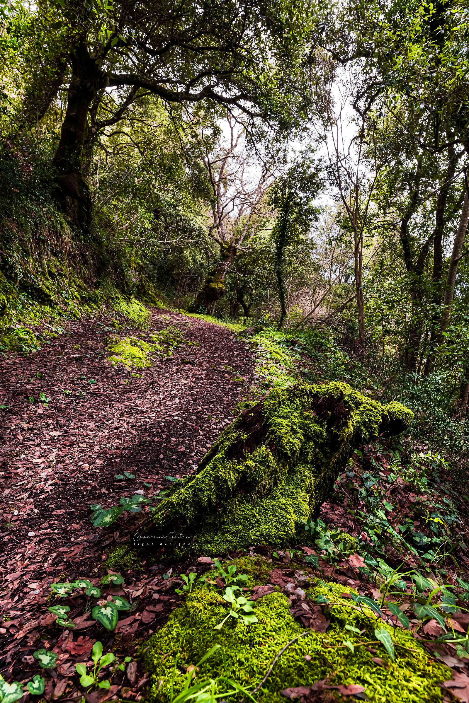 Undergrowth