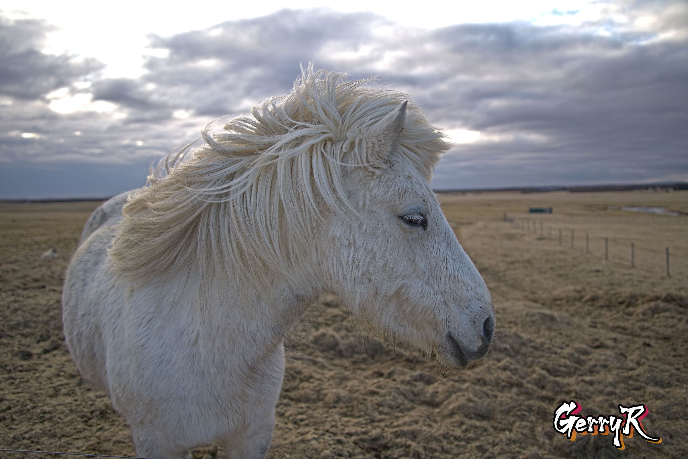 Icelandic horse