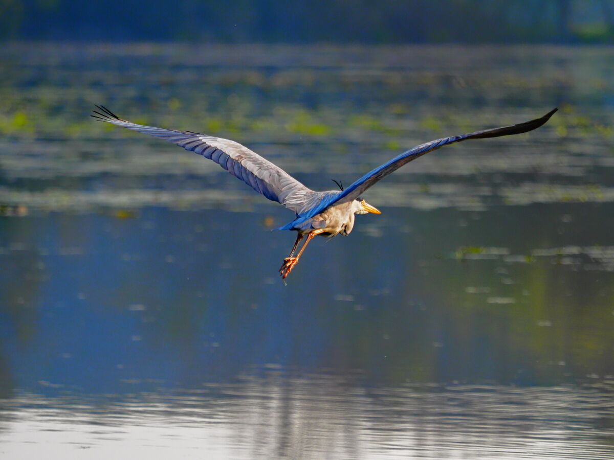 Heron in flight