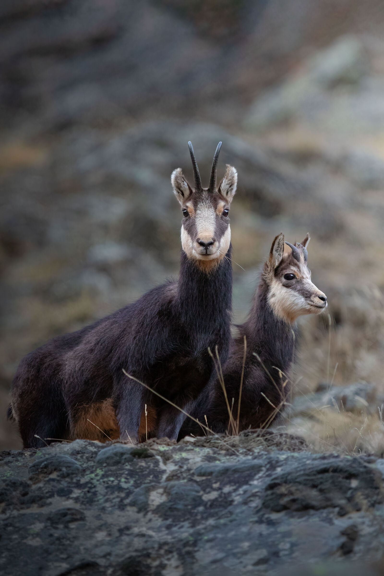 Chamois with her baby