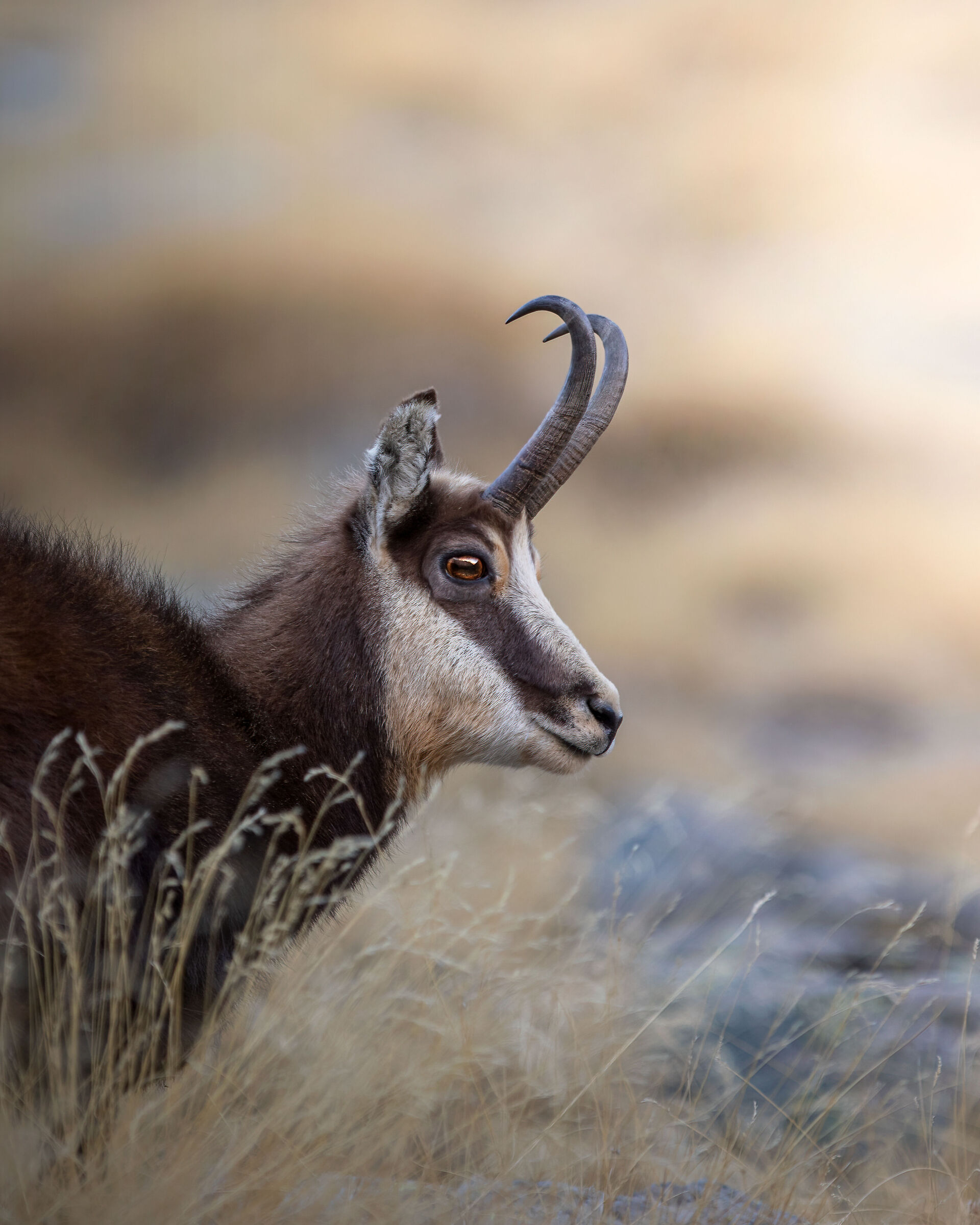 Camoscio al gran paradiso