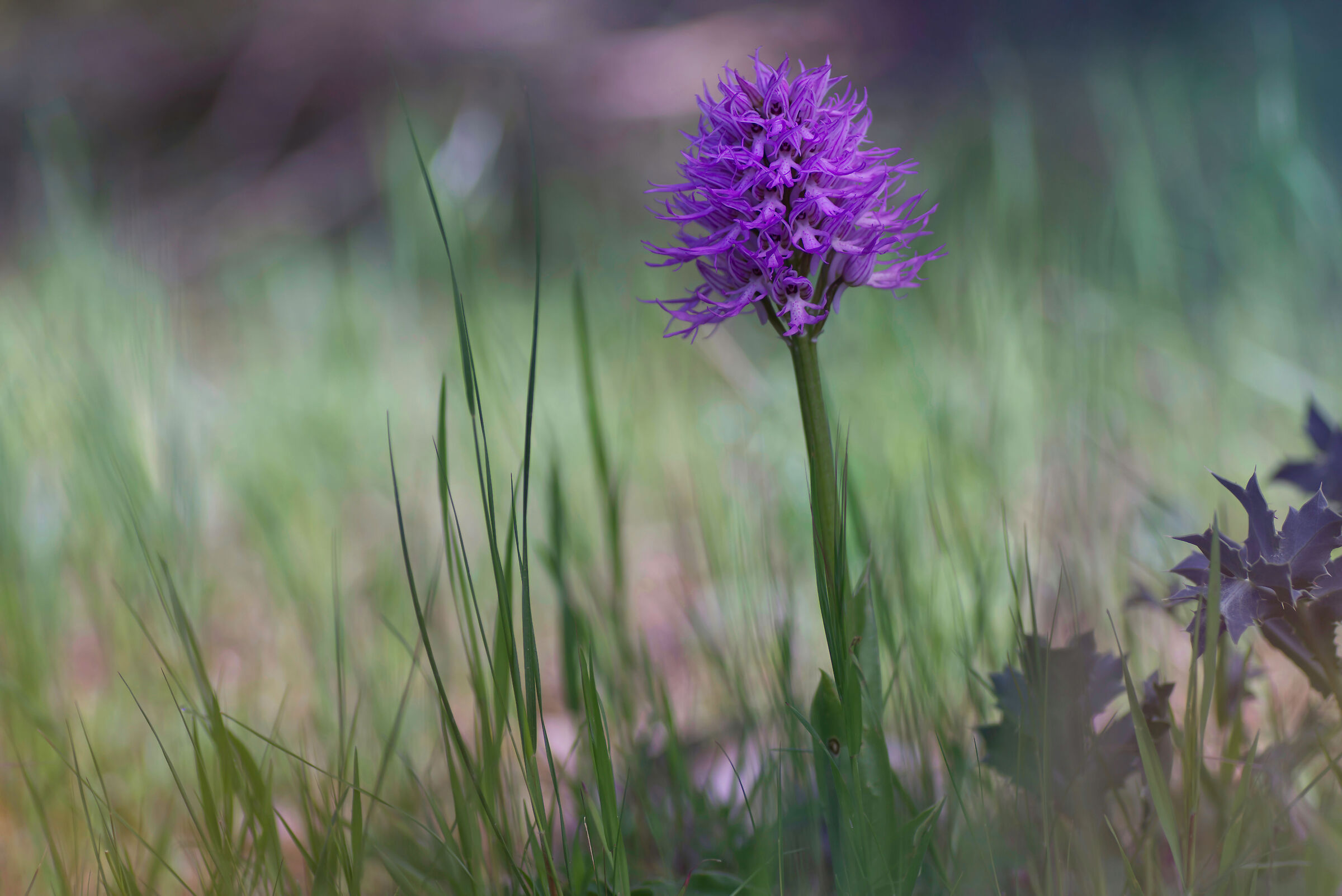 It's time for orchids.." Orchis italica"