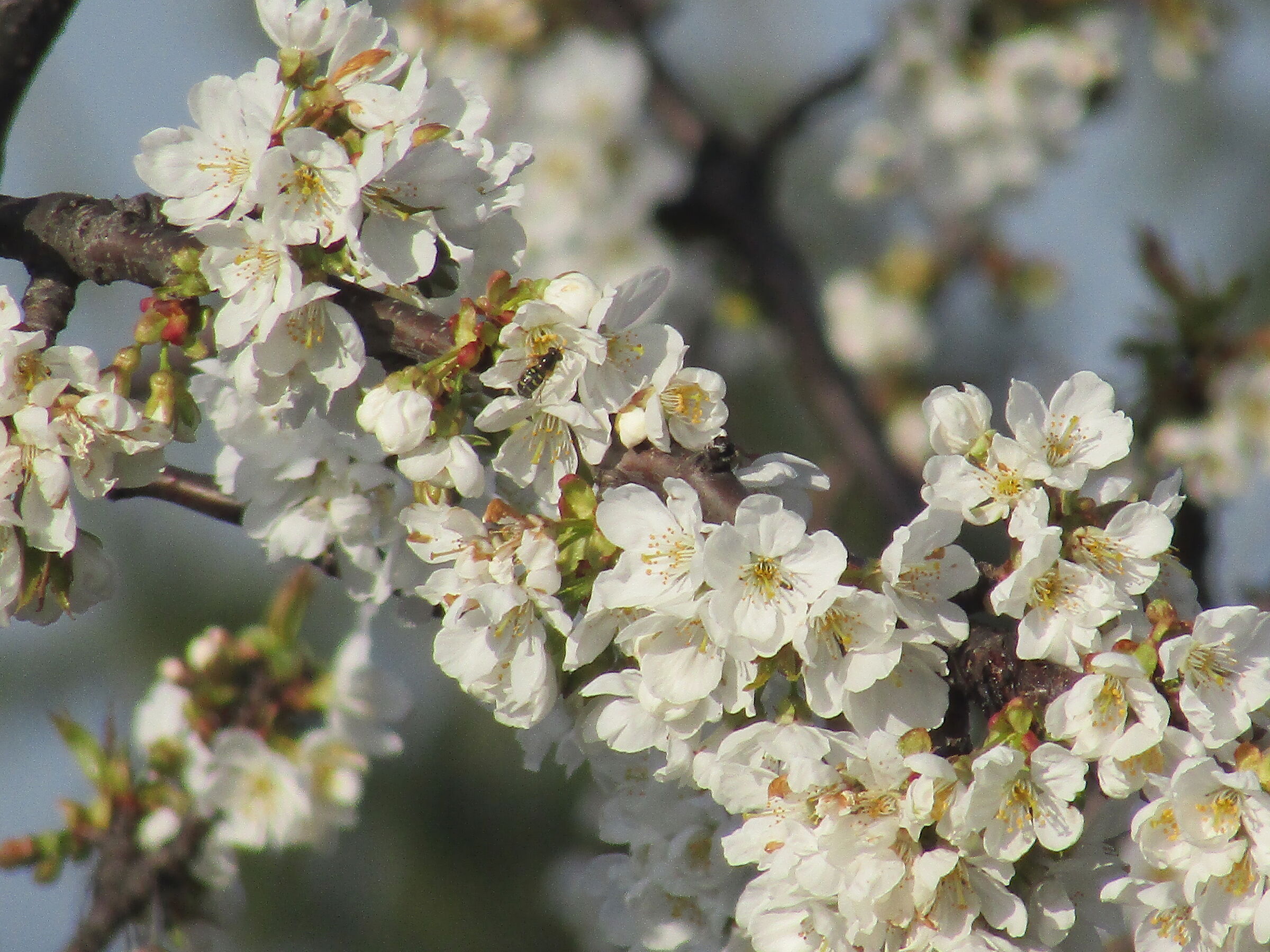 fiori di ciliegio
