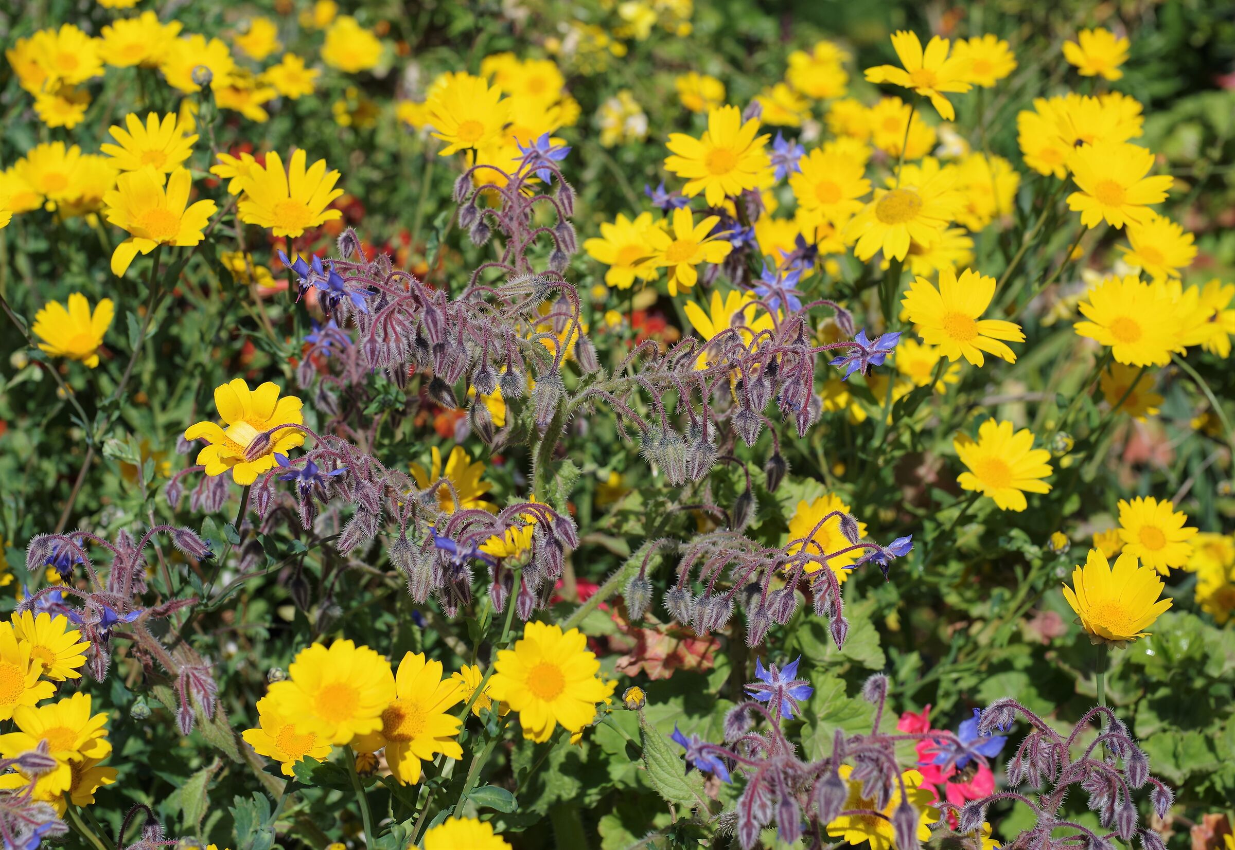 that mazzolin of flowers...