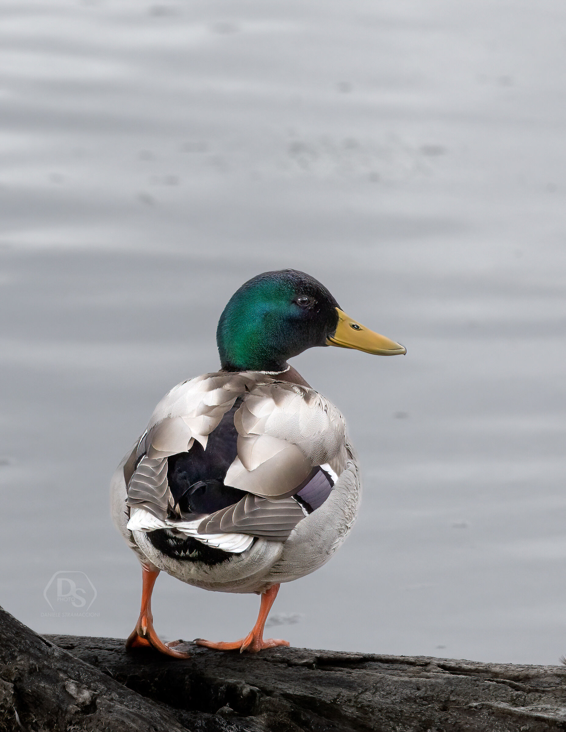 Mallard