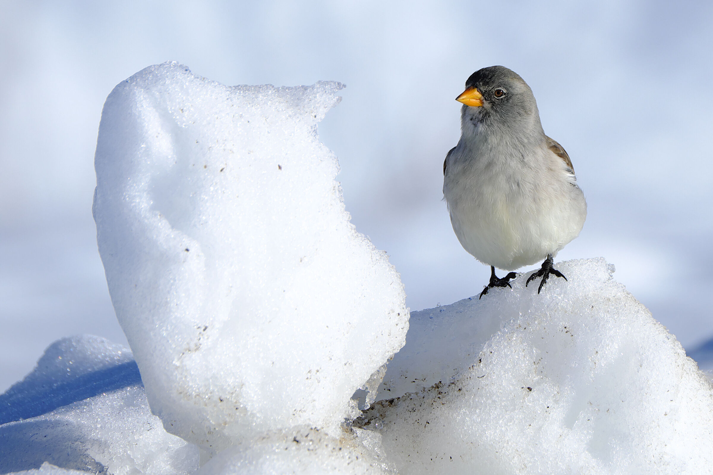 Alpine chaffinch