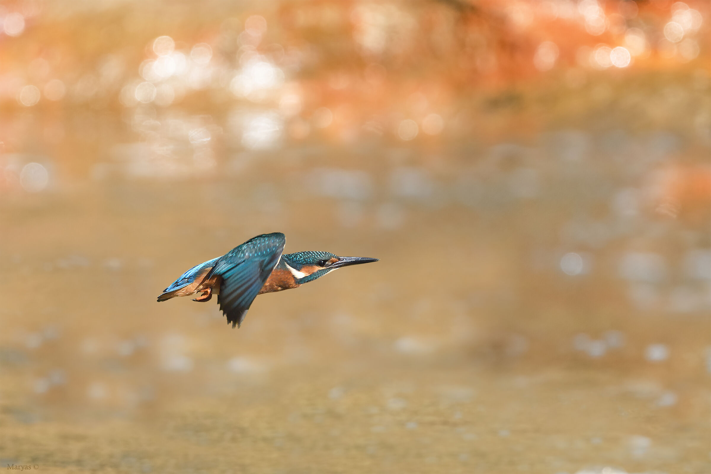 Il pescatore sul fiume