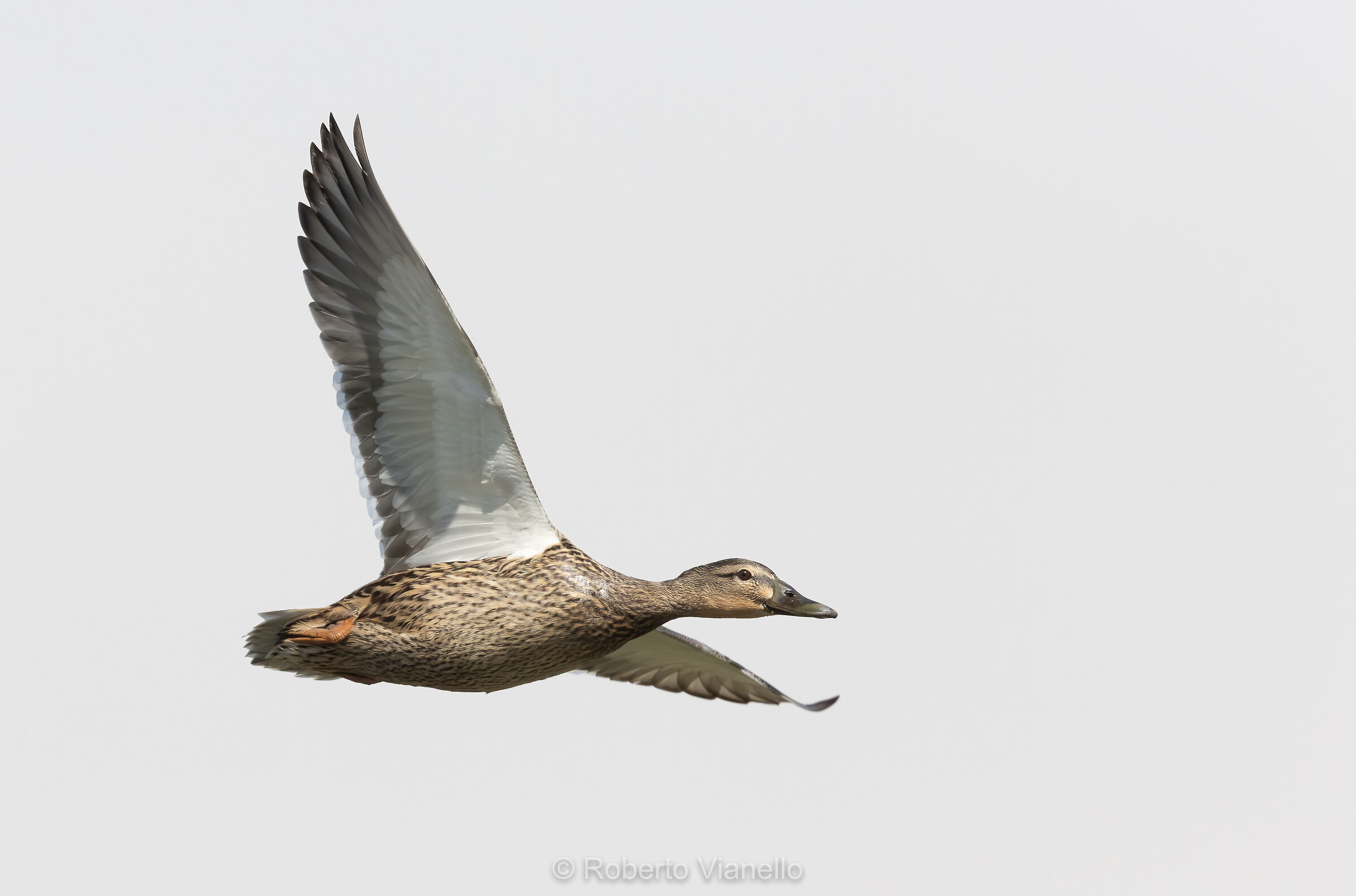 Germano reale femmina (Anas platyrhynchos)