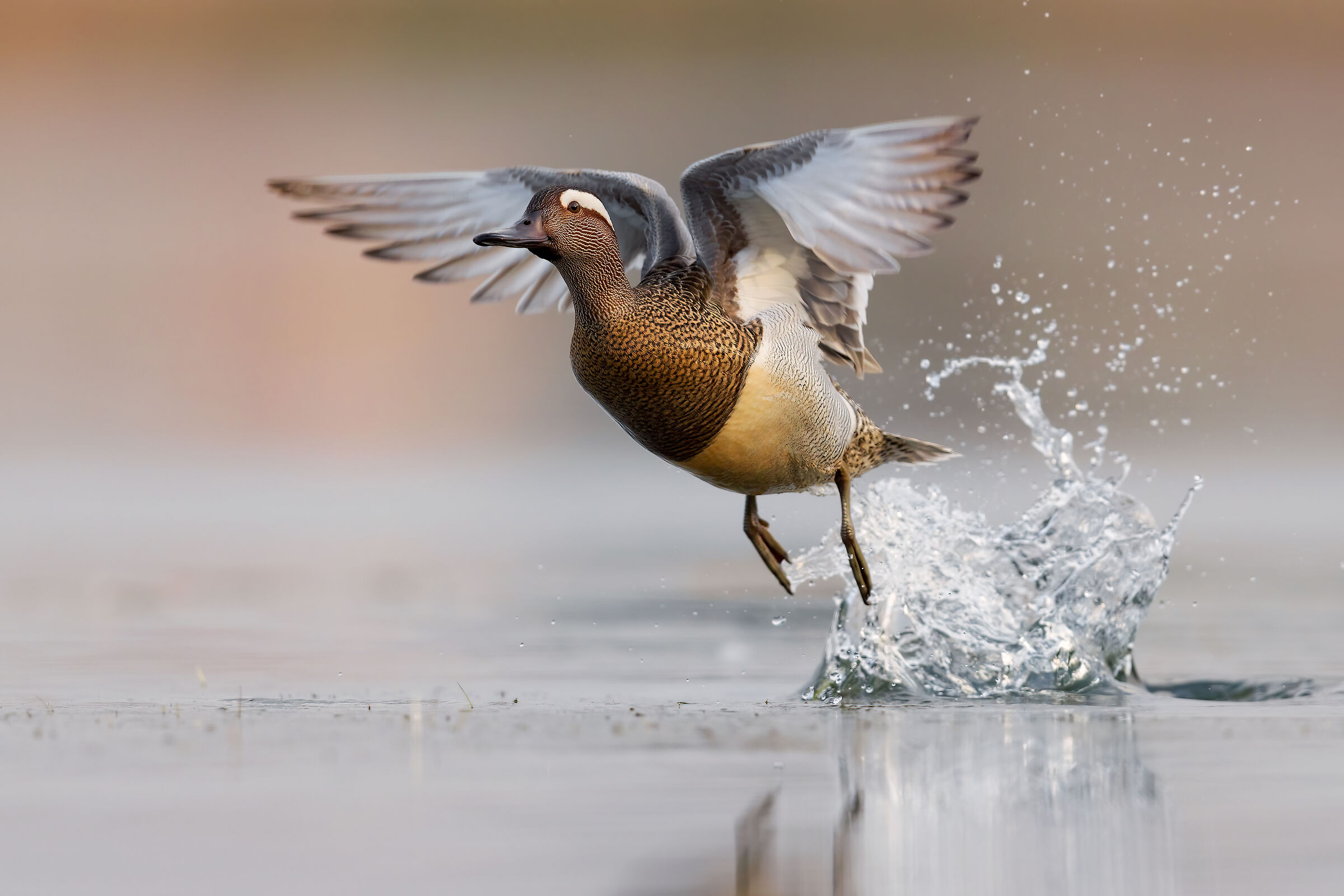 Marzaiola in luce metallica