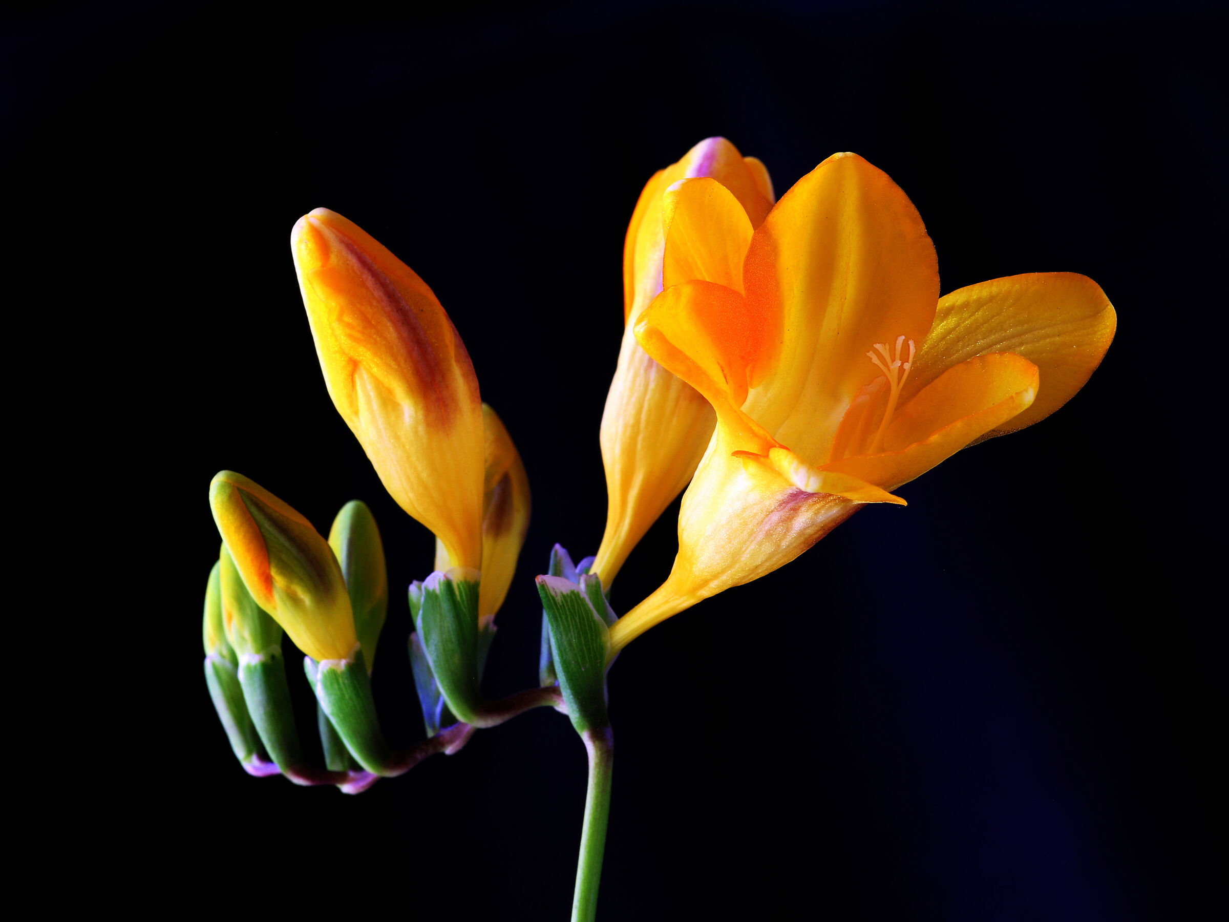 Freesia