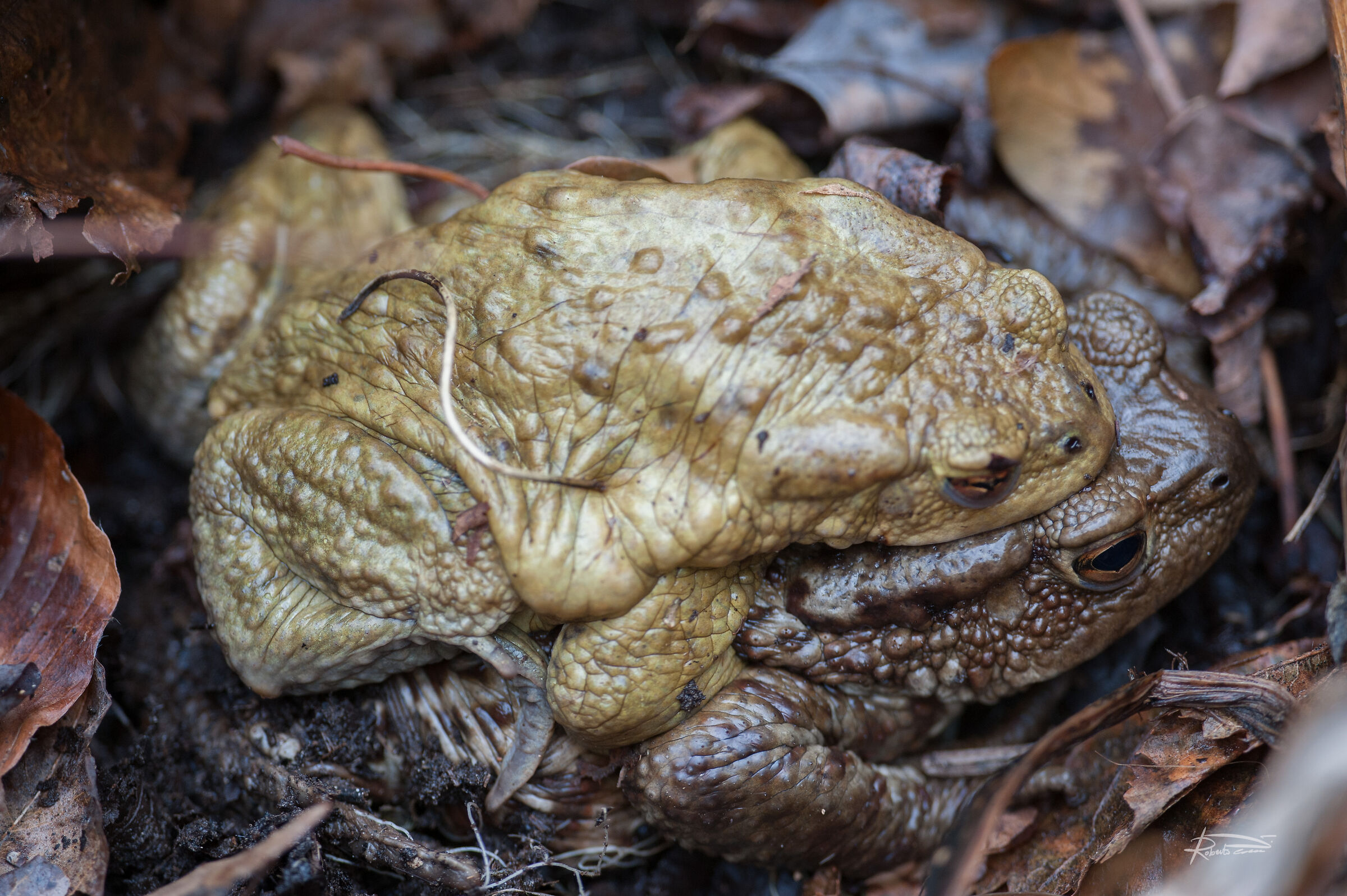 Il lungo “abbraccio” osè dei rospi in amo...