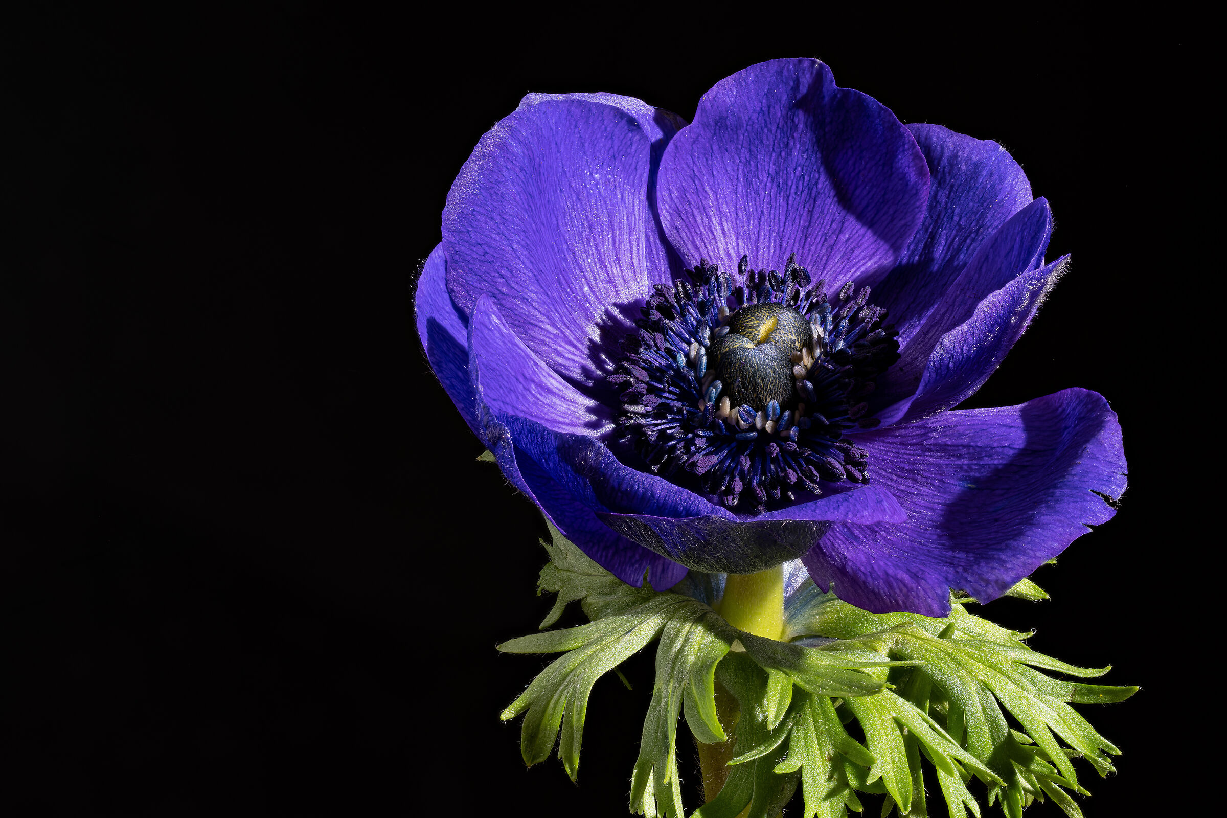 Anemone