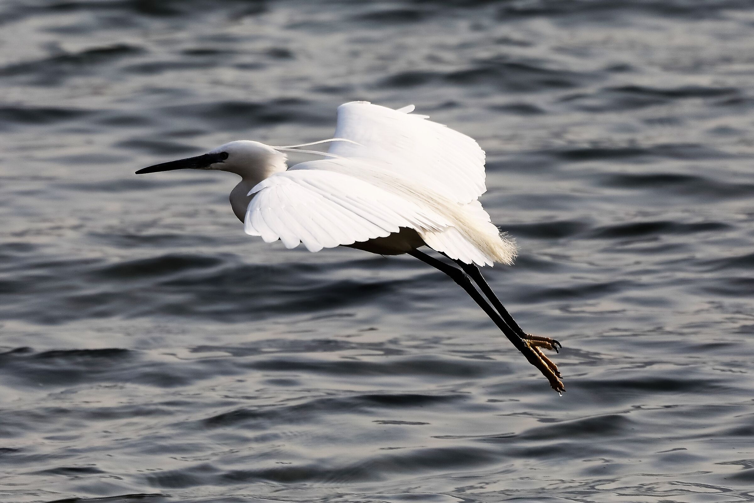 egret 29-03-2022