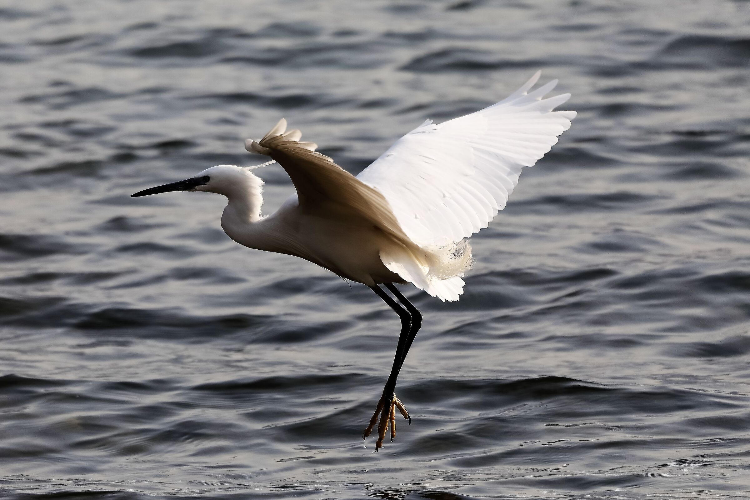 egret 29-03-2022