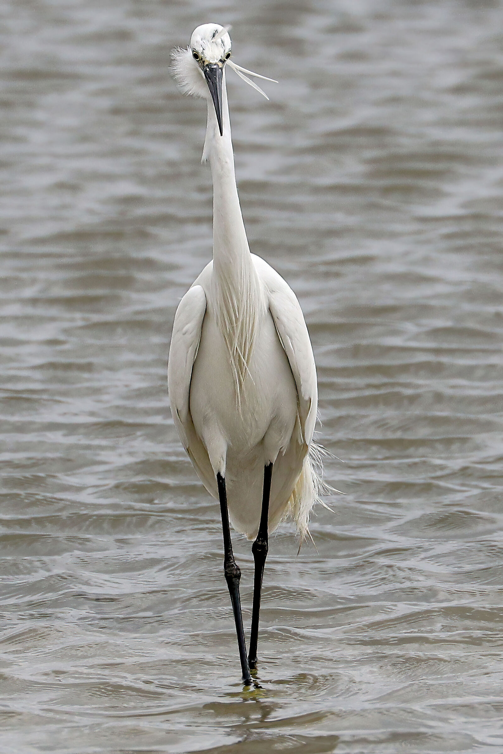 Egret