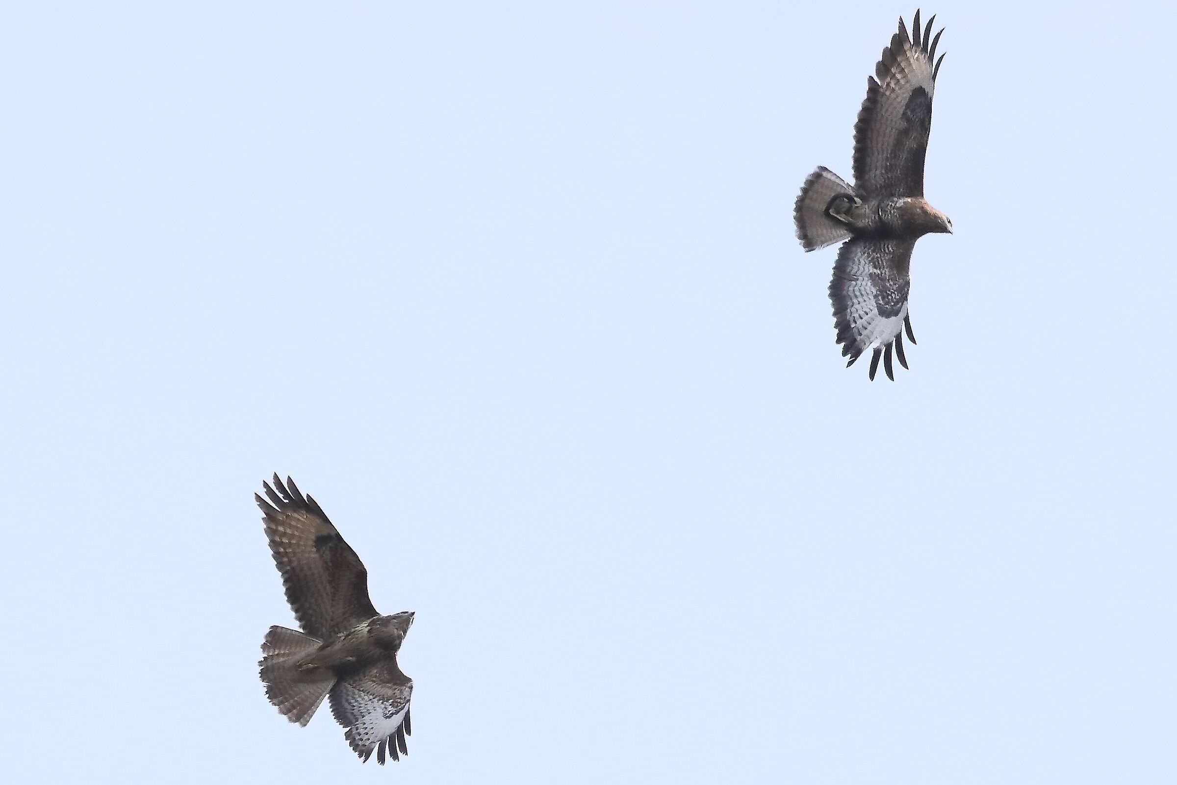 Buzzard 27-03-2022