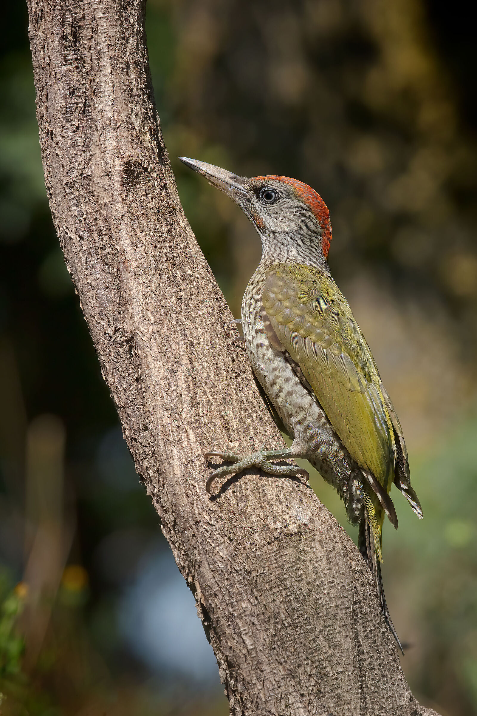 Picus viridis juv.