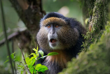Cercopithecus kandti