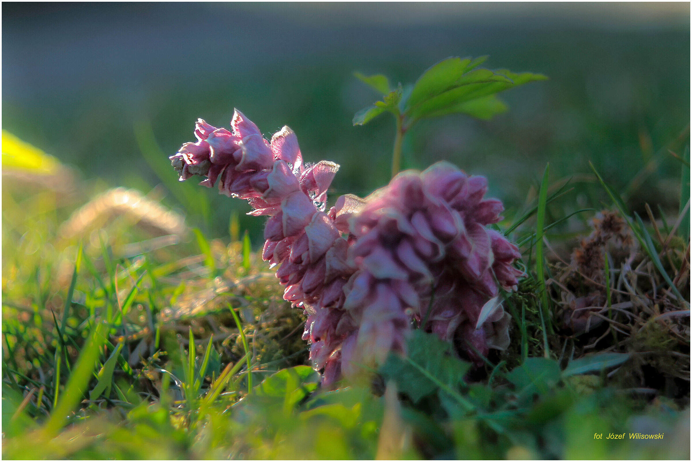 Diaplan 80/2,8 modificato