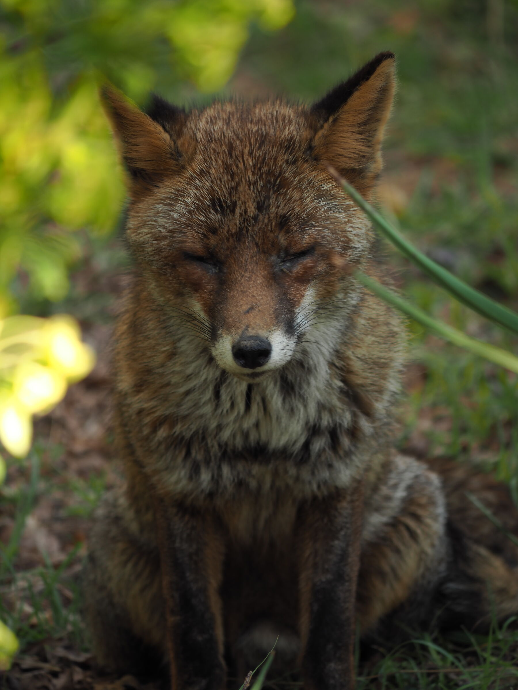 Curious fox.. and hungry..