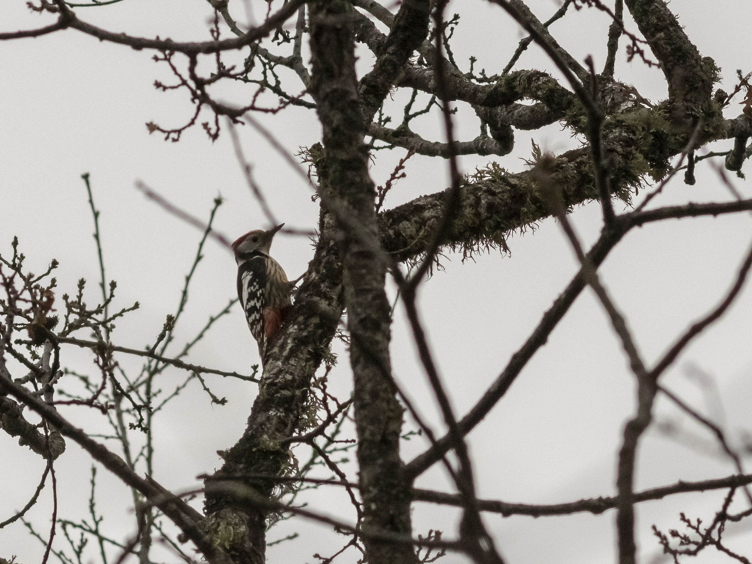 Picchio rosso mezzano
