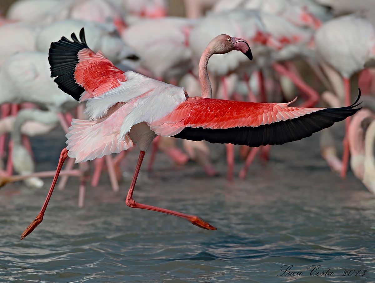 L'atterraggio del fenicottero