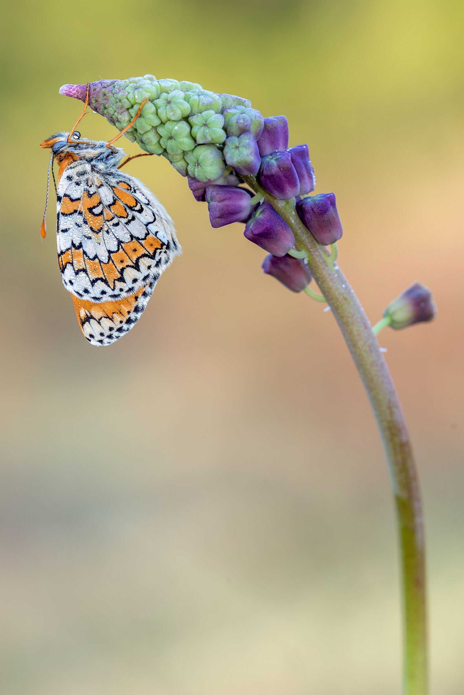 Melitaea