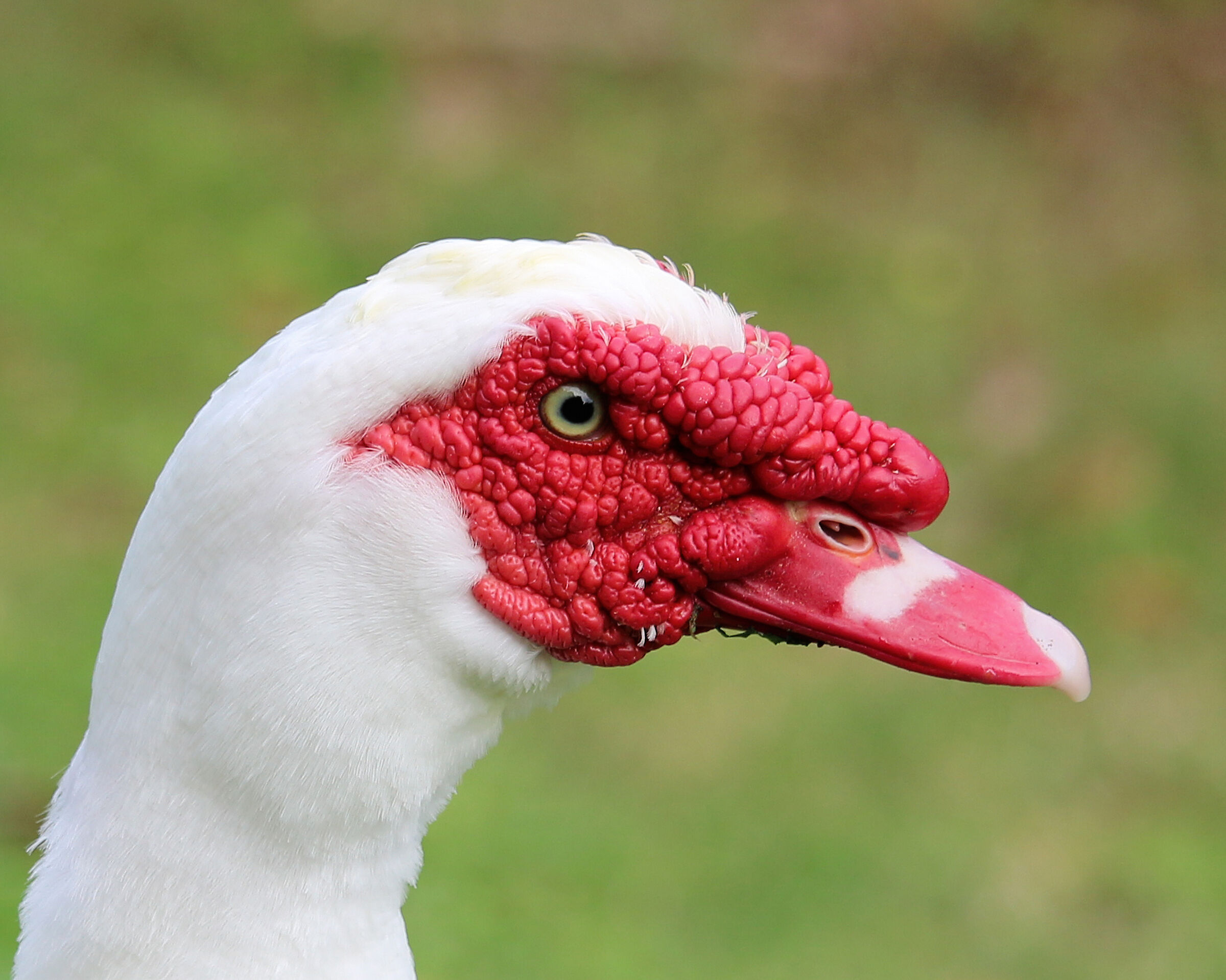 Red-nosed goose