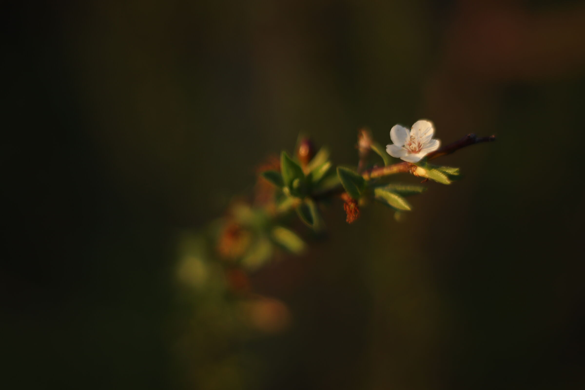 Flowers and Plants