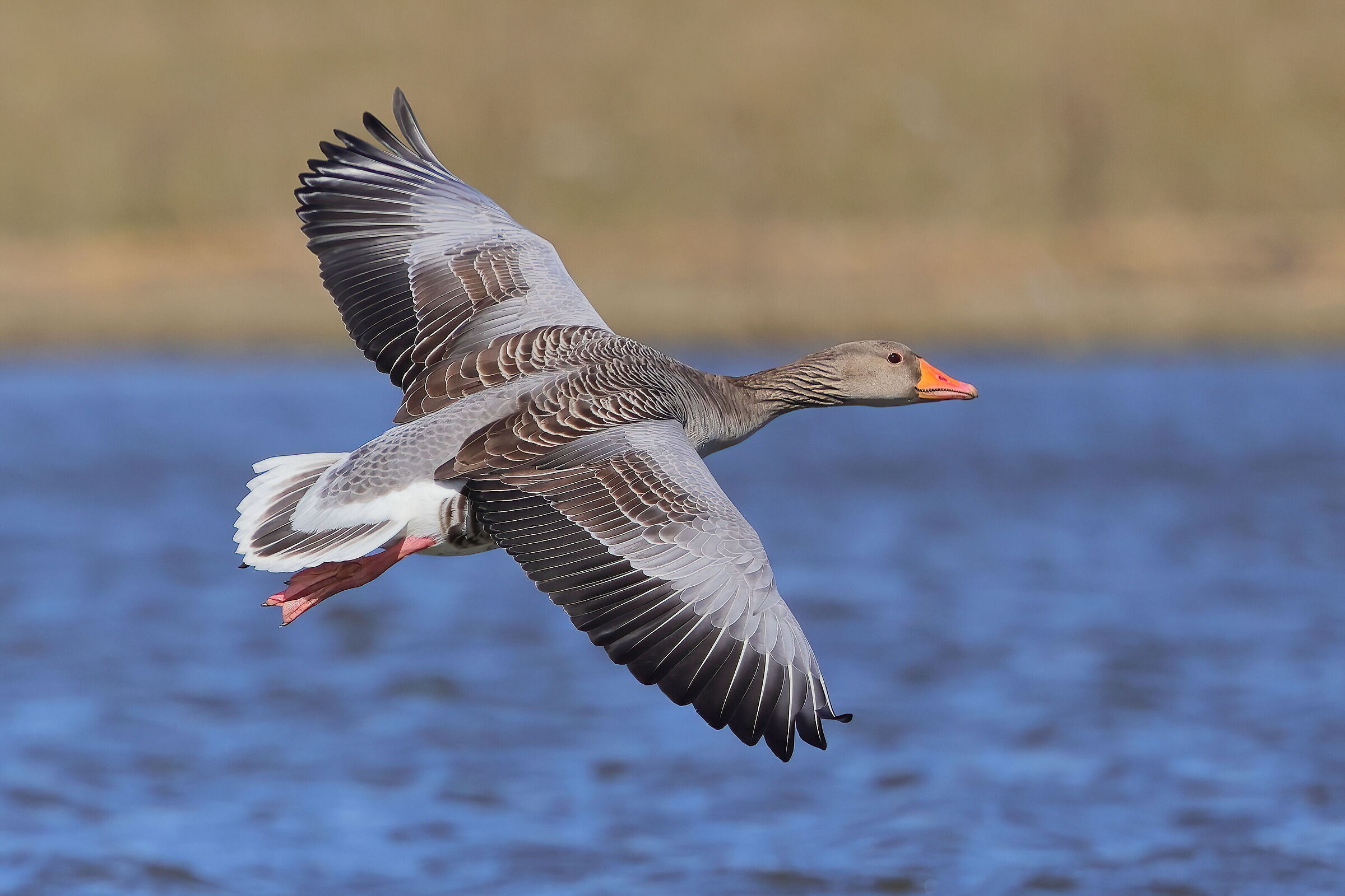 Greylag goose