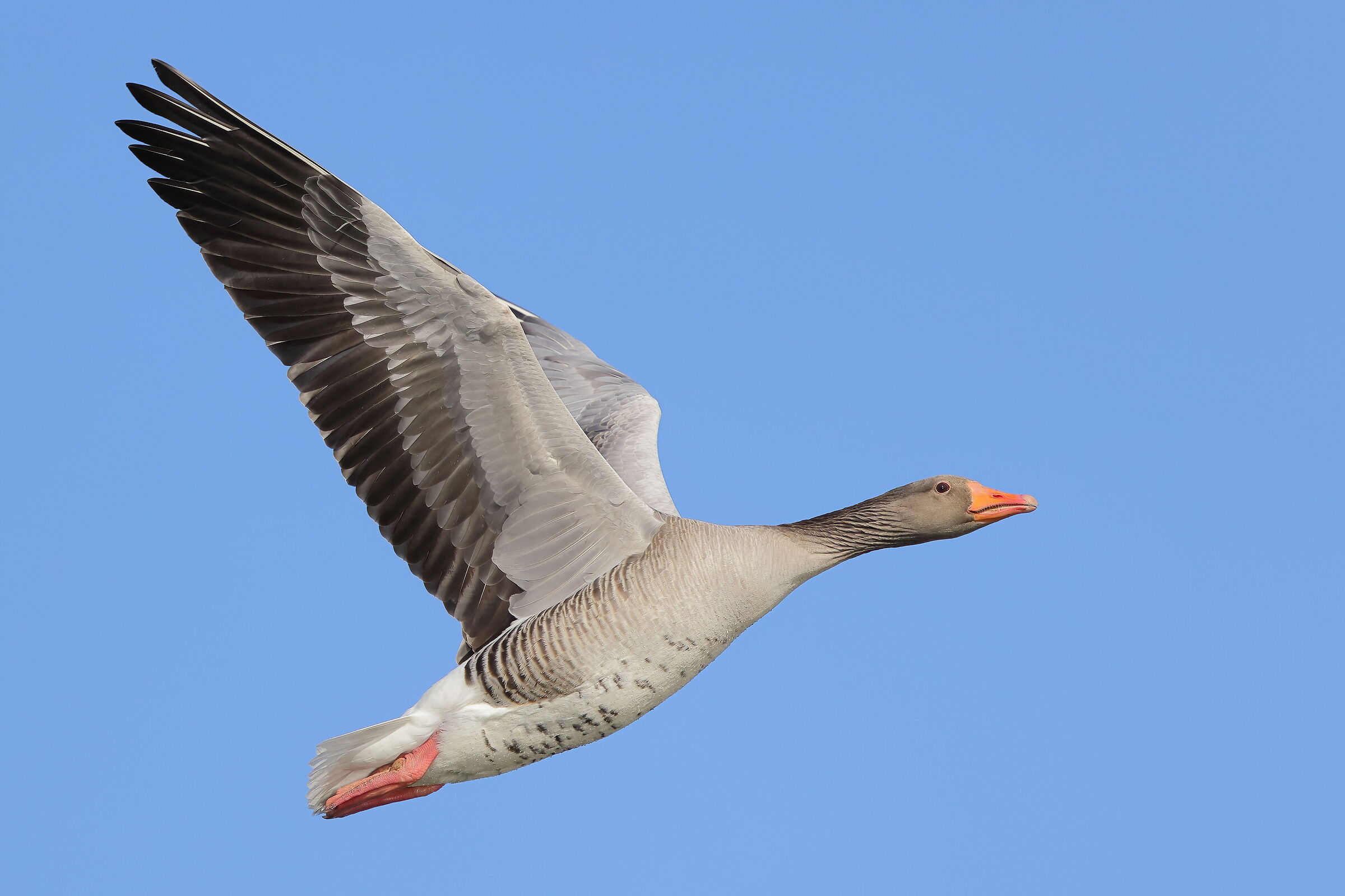 Greylag goose
