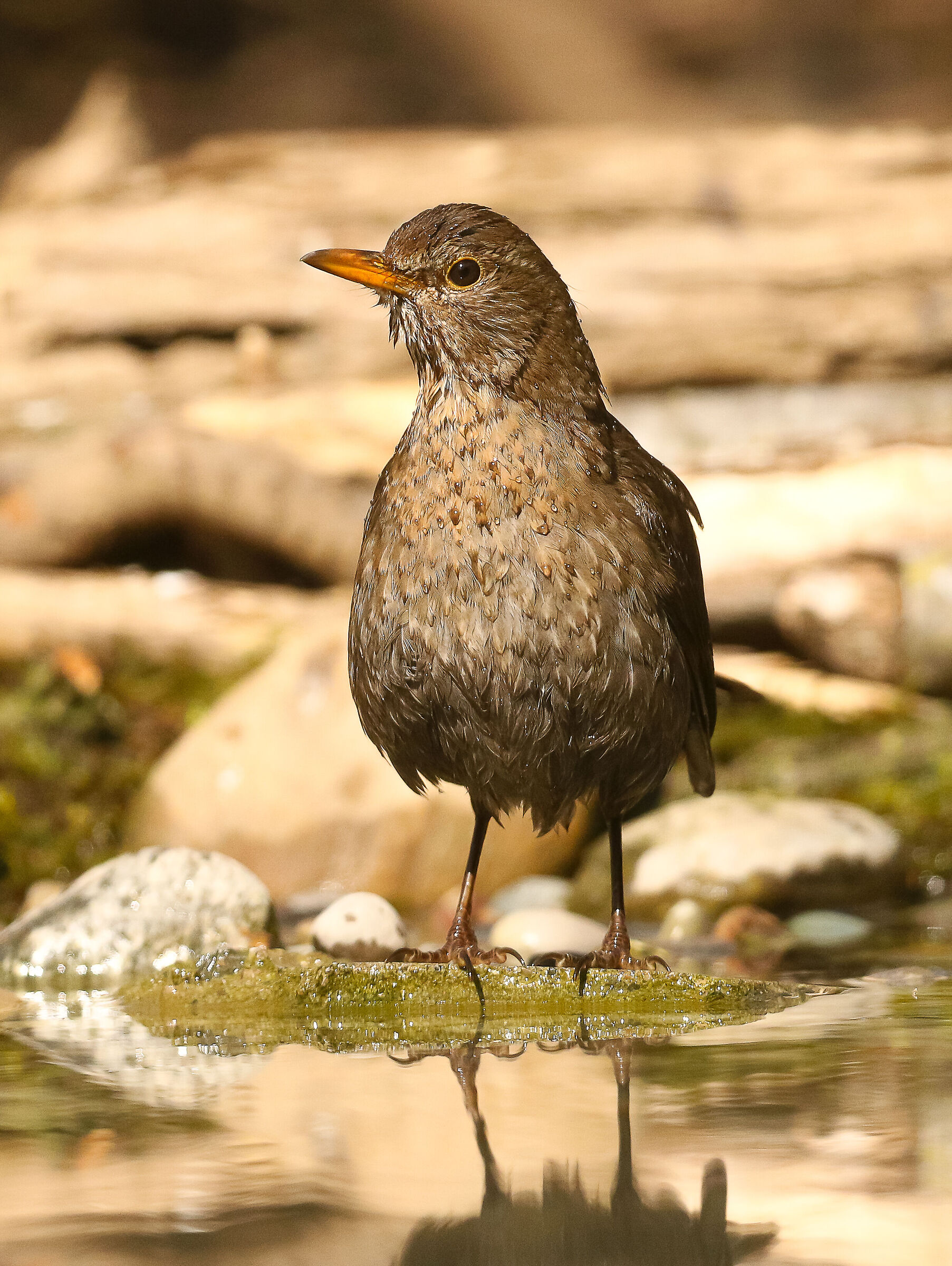 Female blackbird