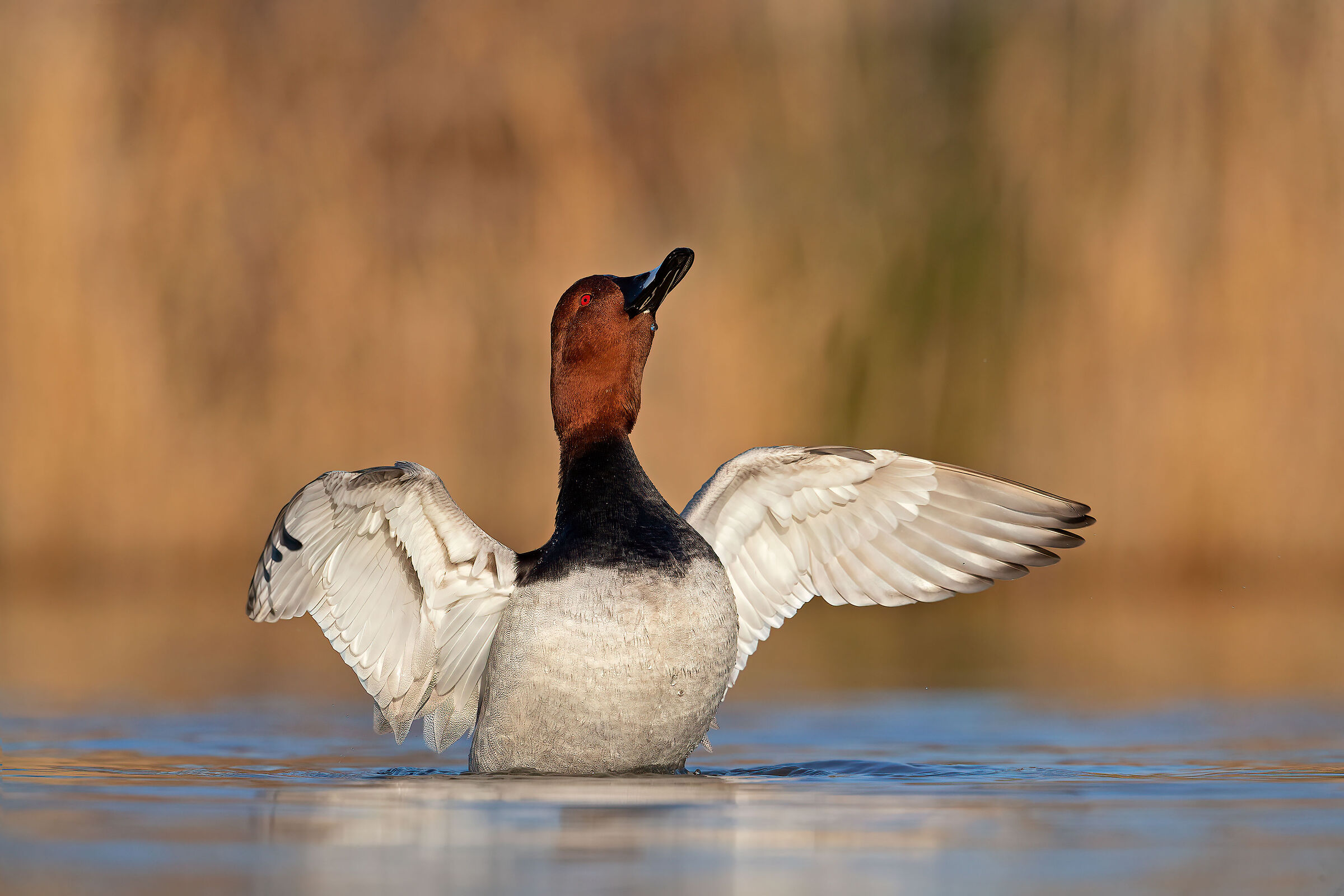 Common pochard