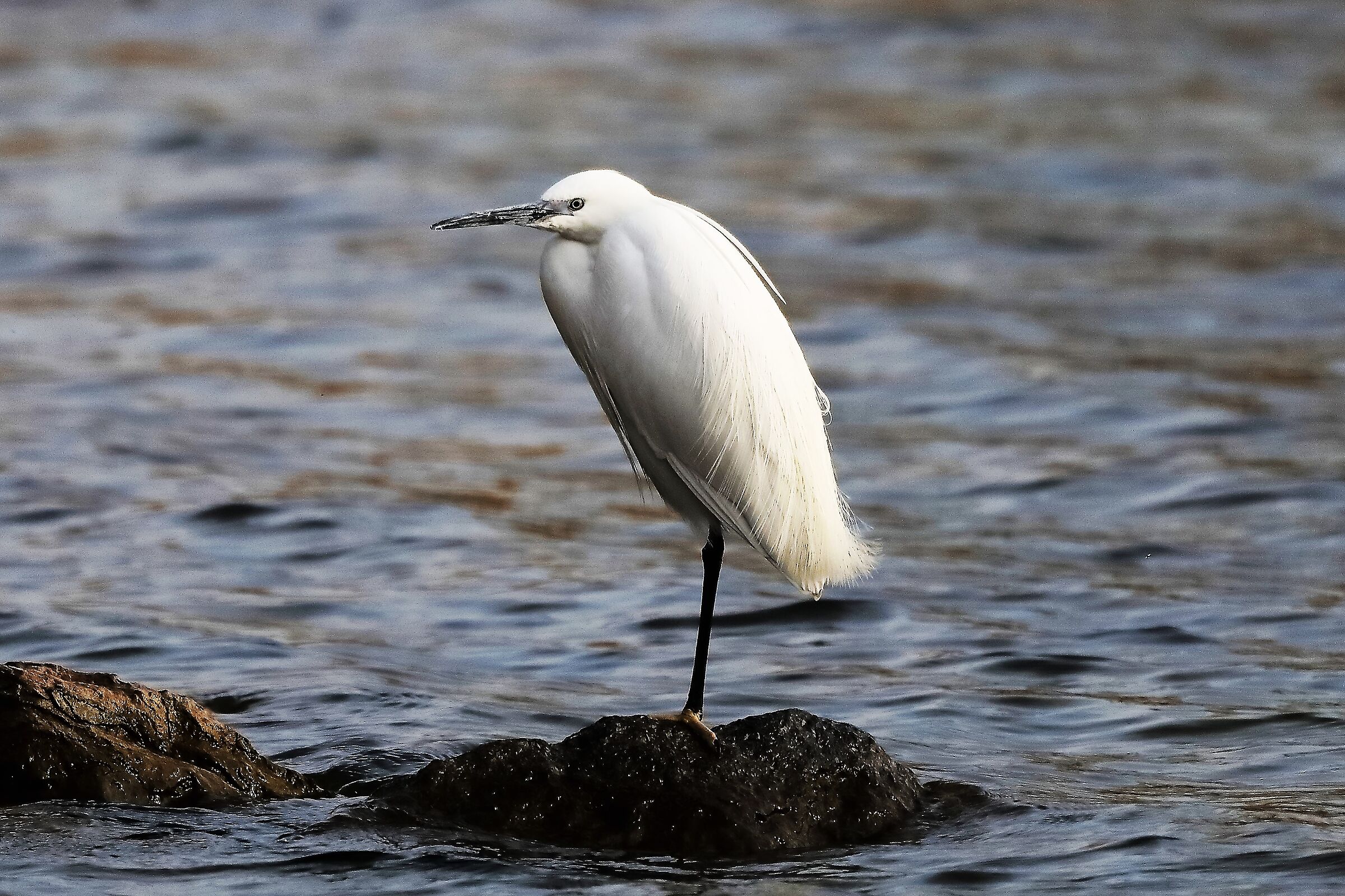 egret 29-03-2022