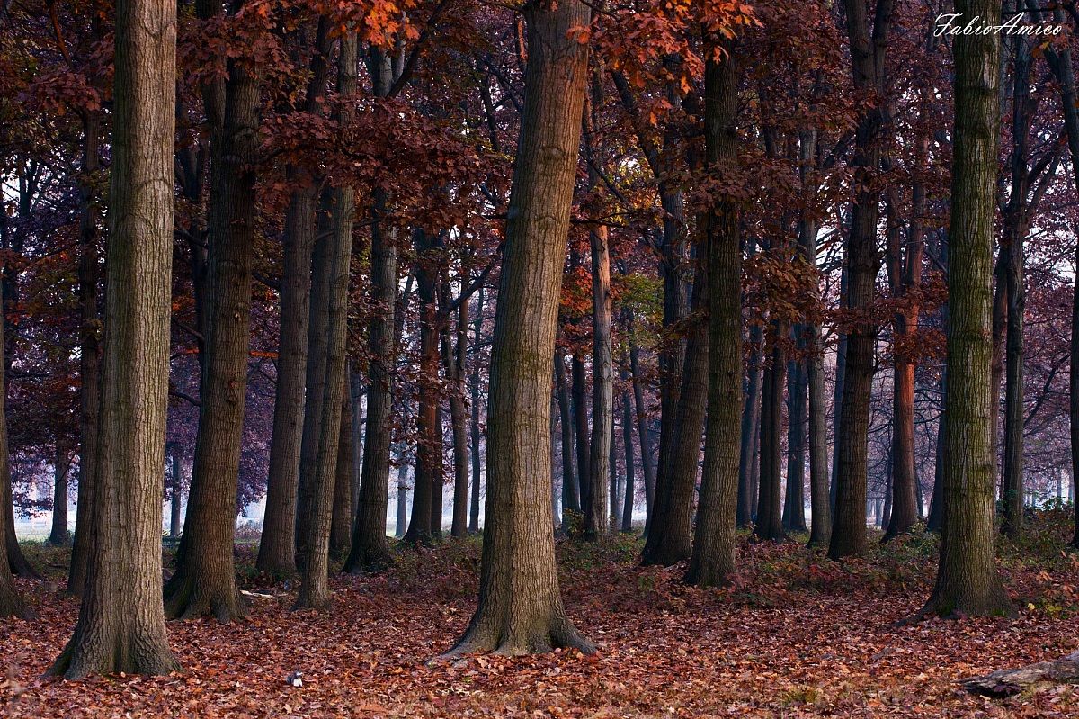 Endless Forest - Bosco Infinity