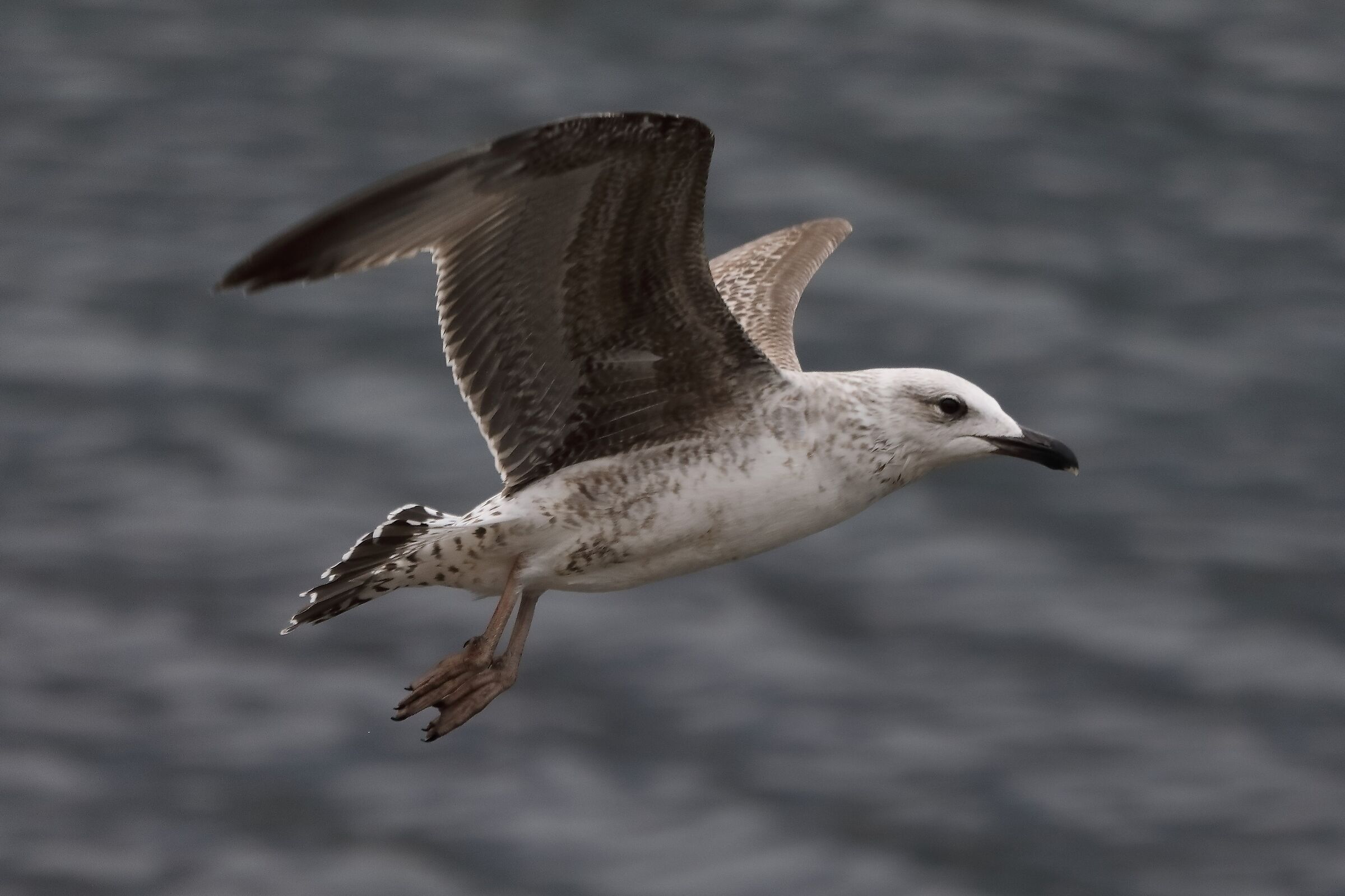 terrestrial gull 30-03-2022