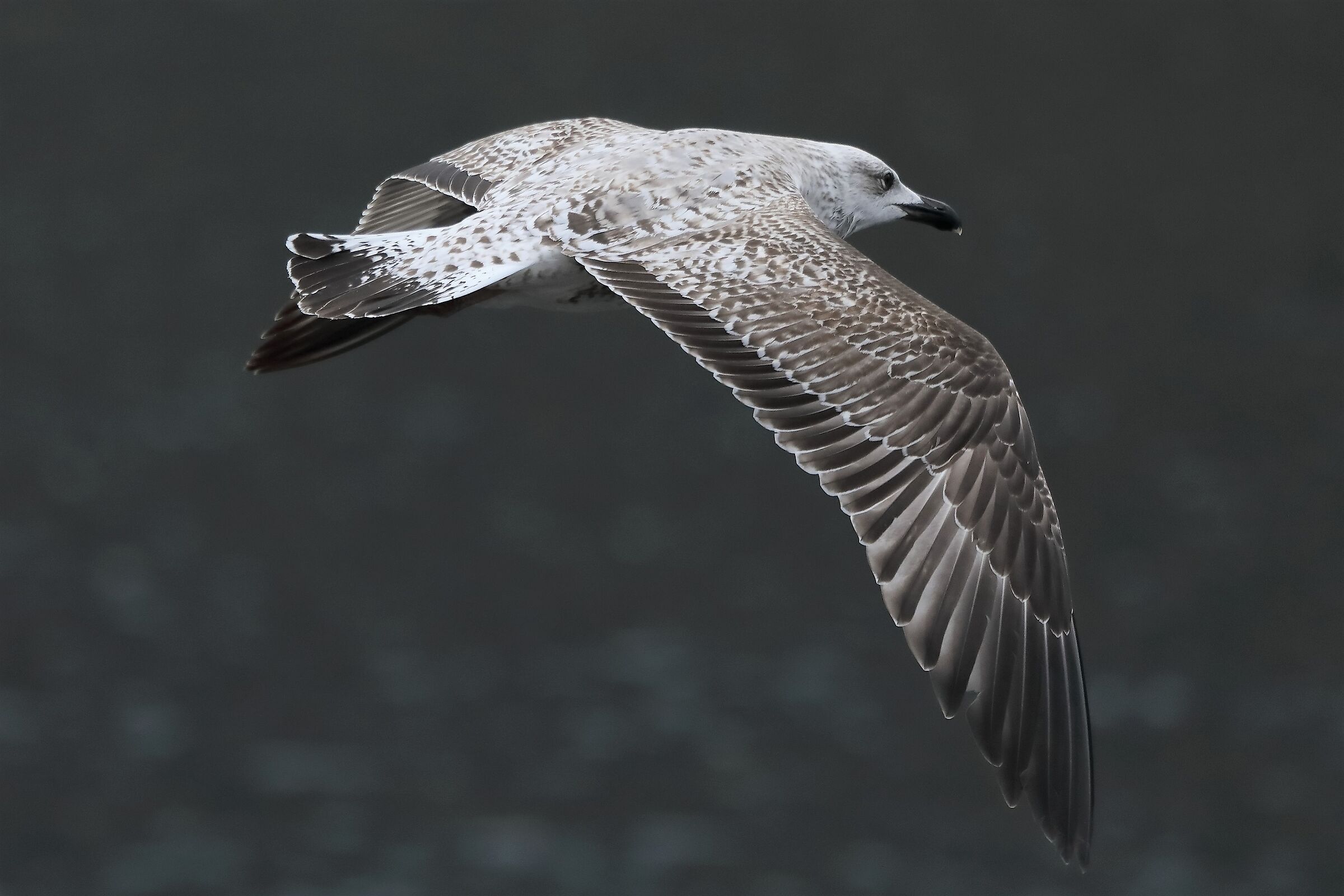 terrestrial gull 30-03-2022